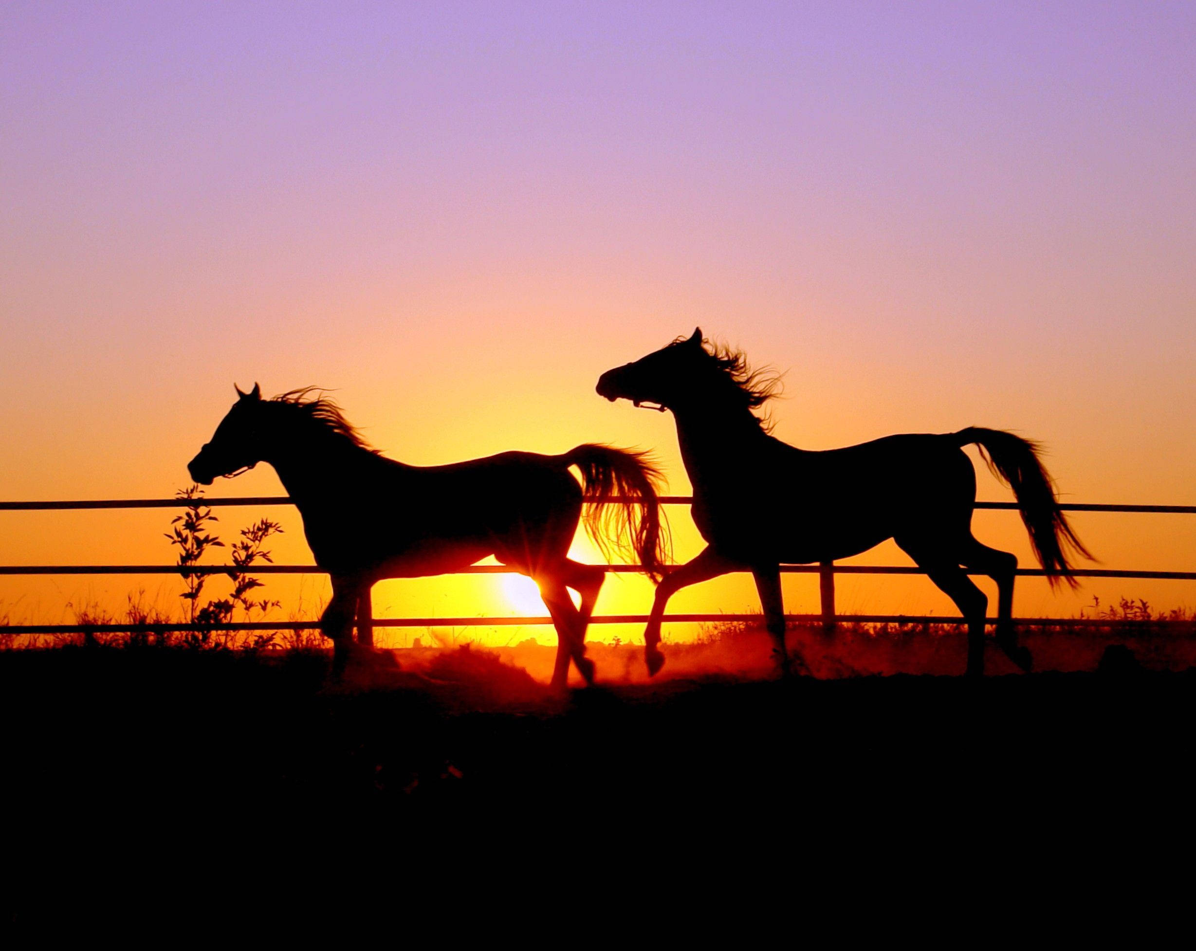 夕日の中の二頭のかわいい馬 壁紙