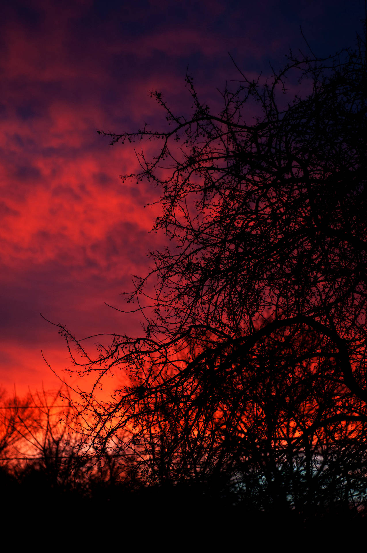 細い黒い木の枝の向こうに広がる赤オレンジの夕日