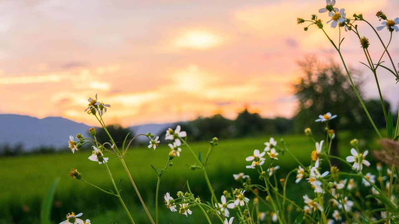 夕暮れの壮大な山岳景観 壁紙