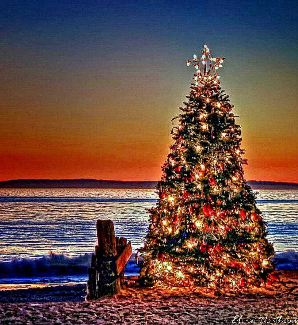 夕焼けの中のオーストラリアンクリスマスツリー 壁紙