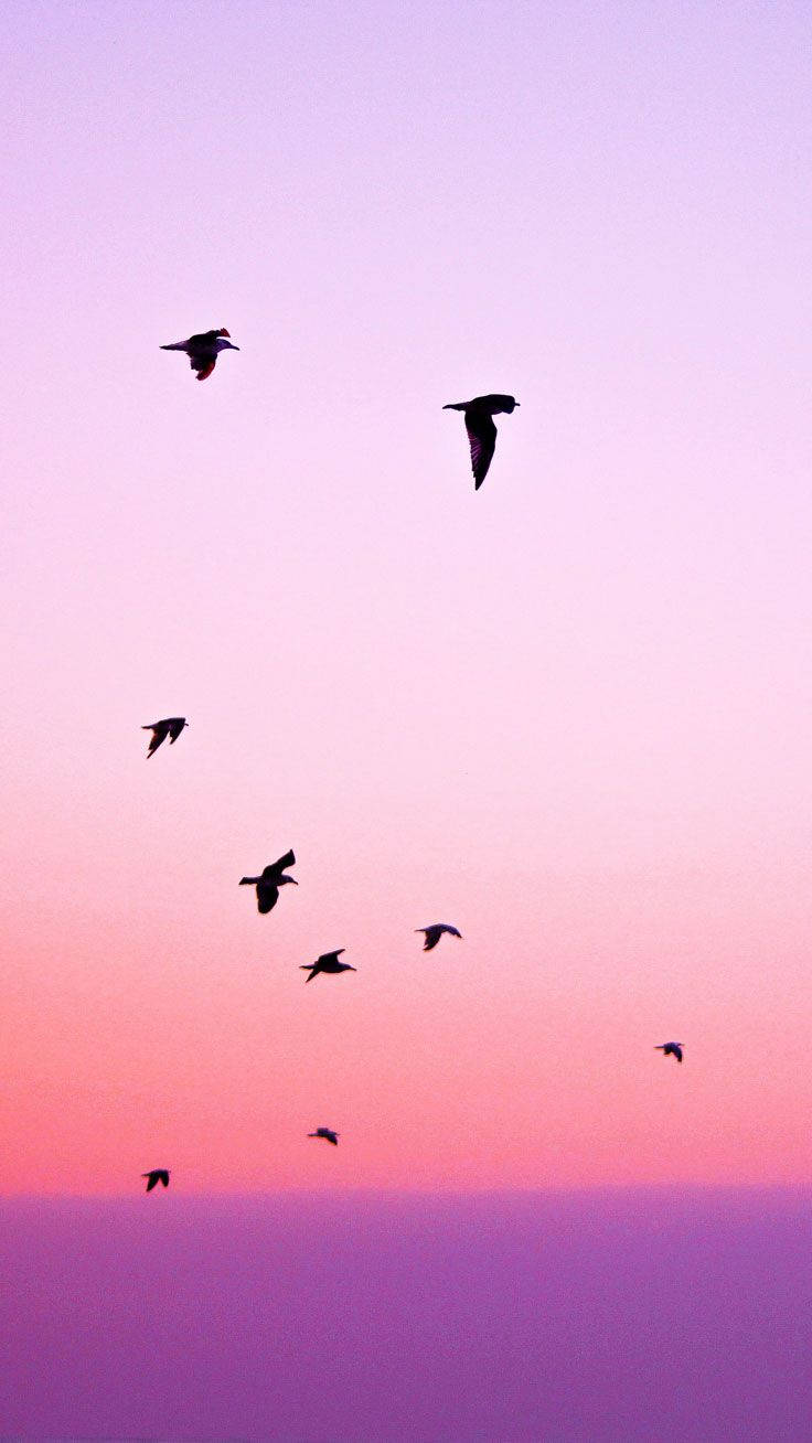 夕焼けを飛ぶ鳥のシルエット iPhone 壁紙