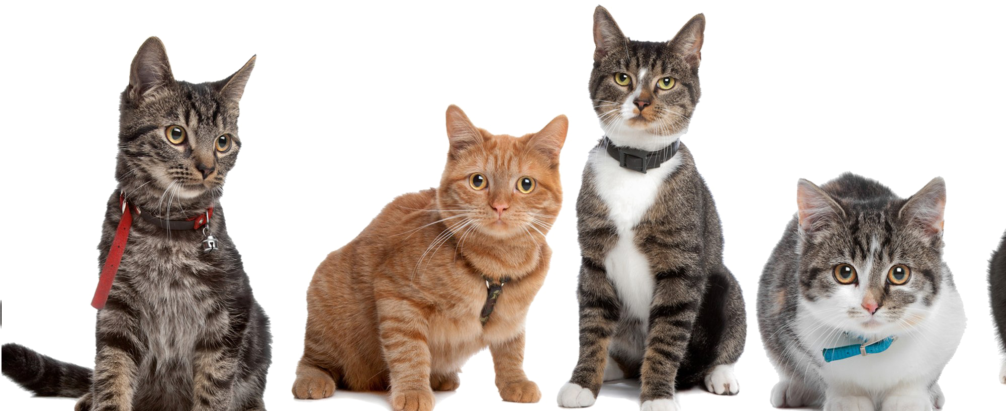 多様な猫たちのポーズ 壁紙