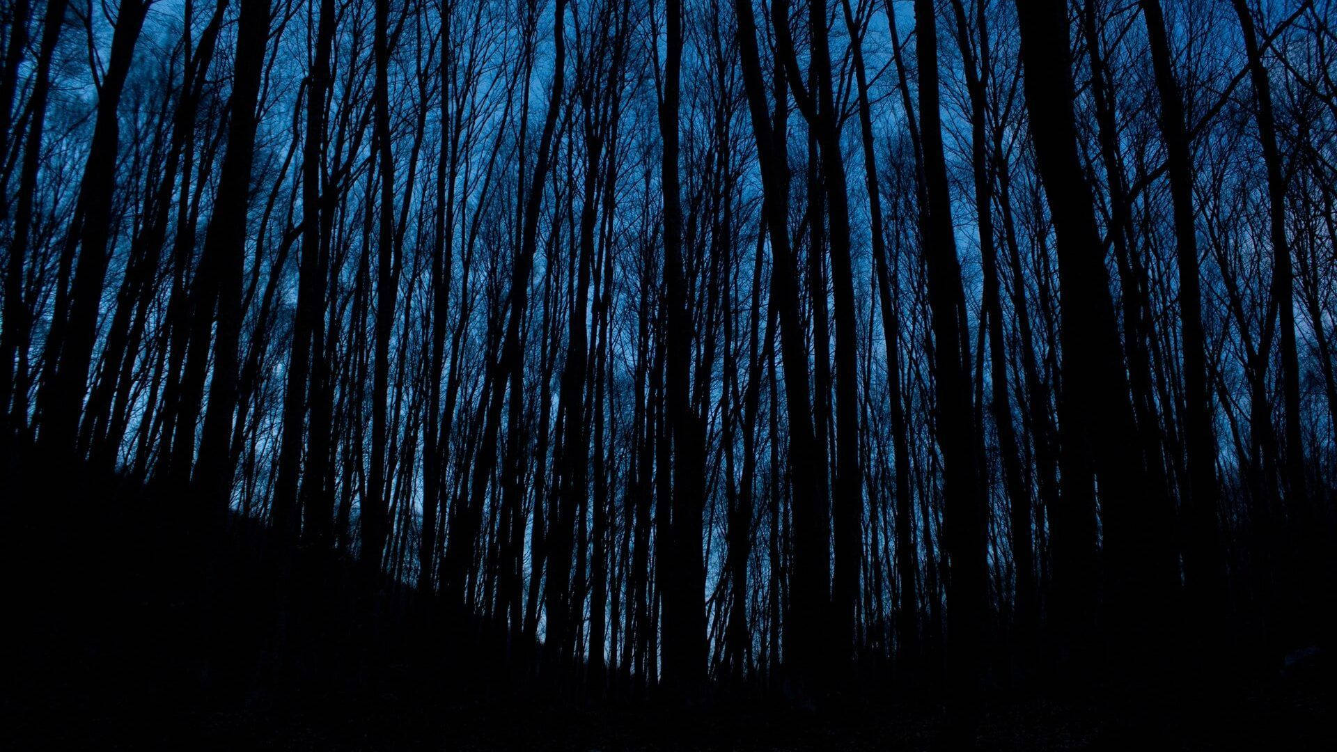夜の森 アート風 ダークブルー HD 壁紙