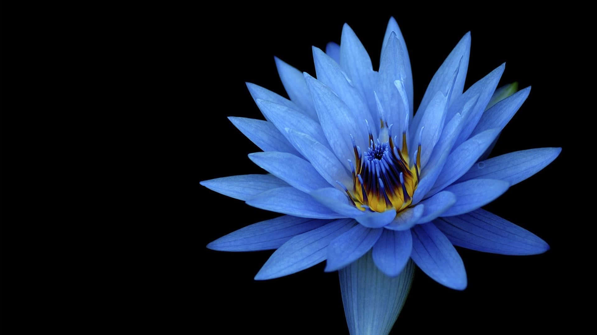 夜明けの静かな蓮の花 壁紙