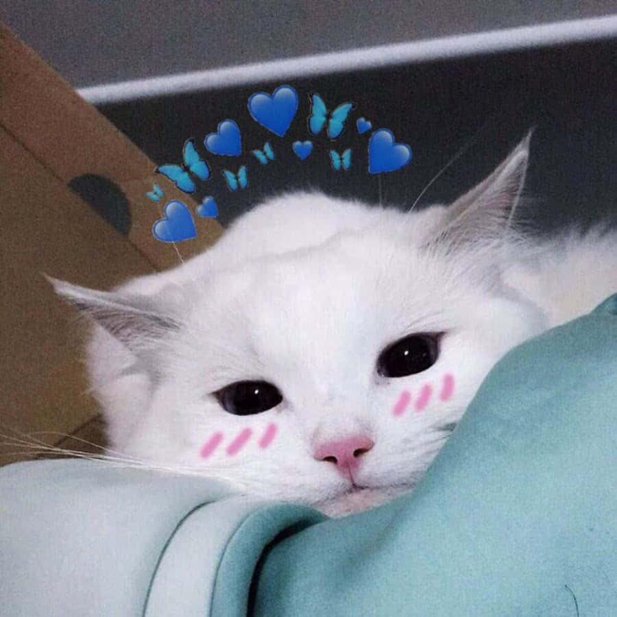 夢見るパステルピンクの美しい猫 壁紙