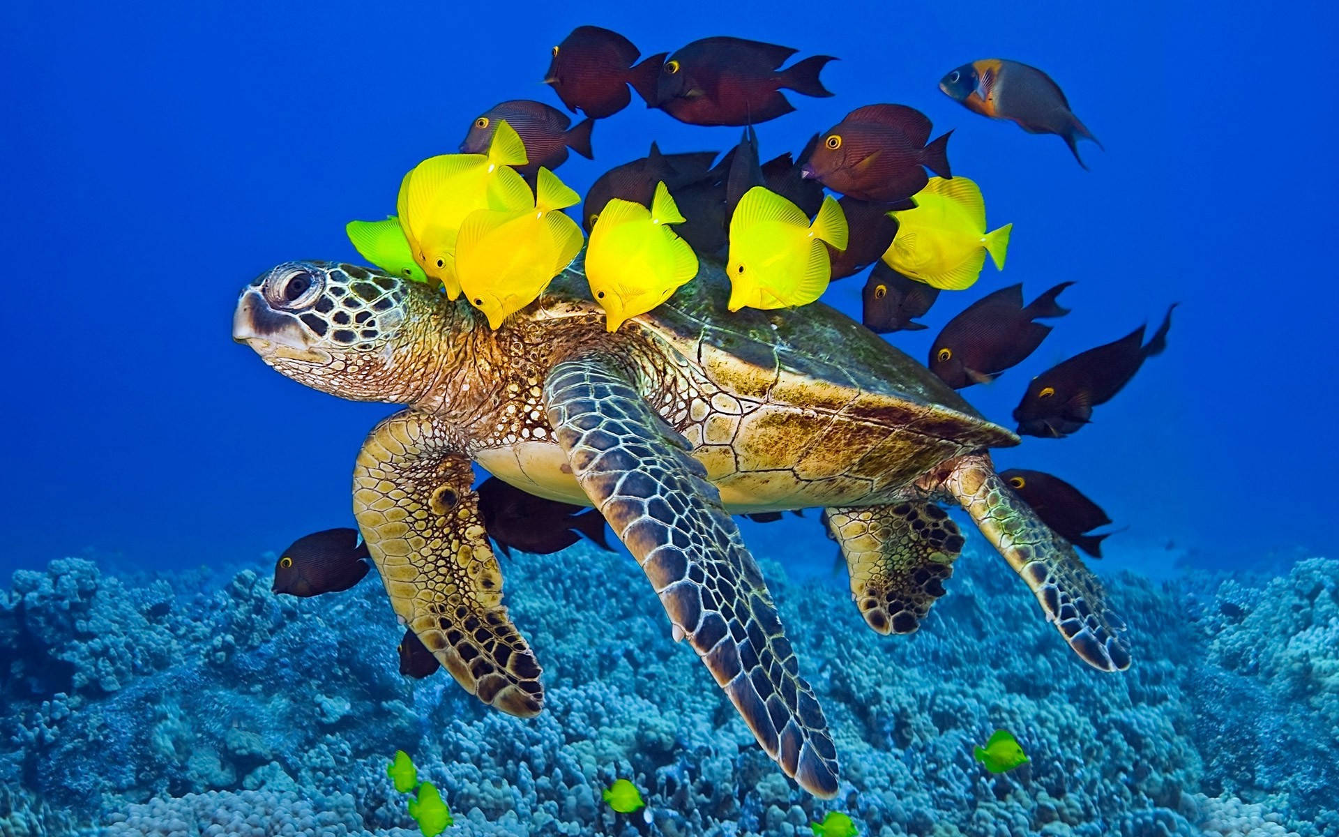 大きなかわいいカメと魚たち 壁紙