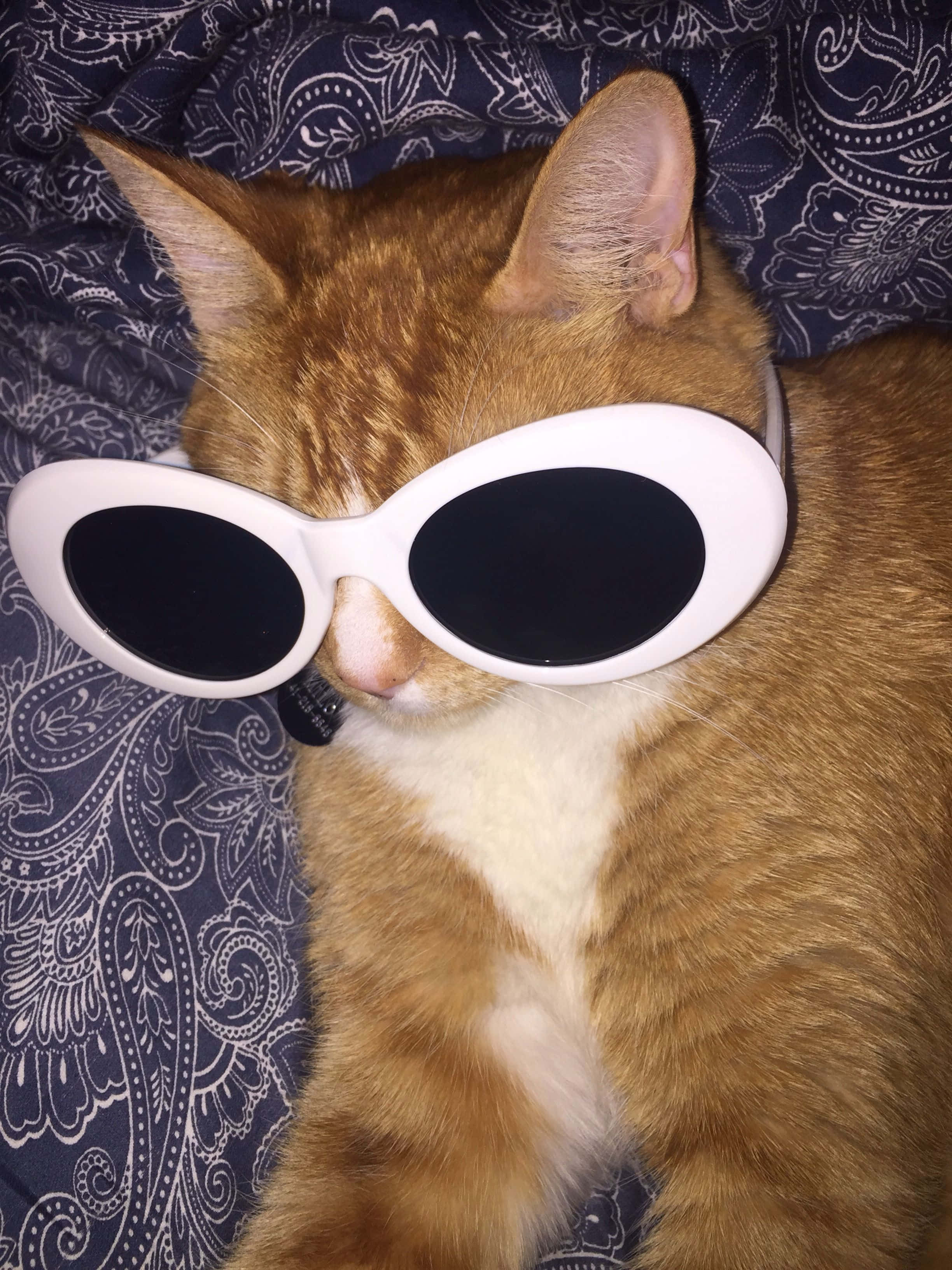 大きなサングラスをかけた可愛い猫のPFP 壁紙