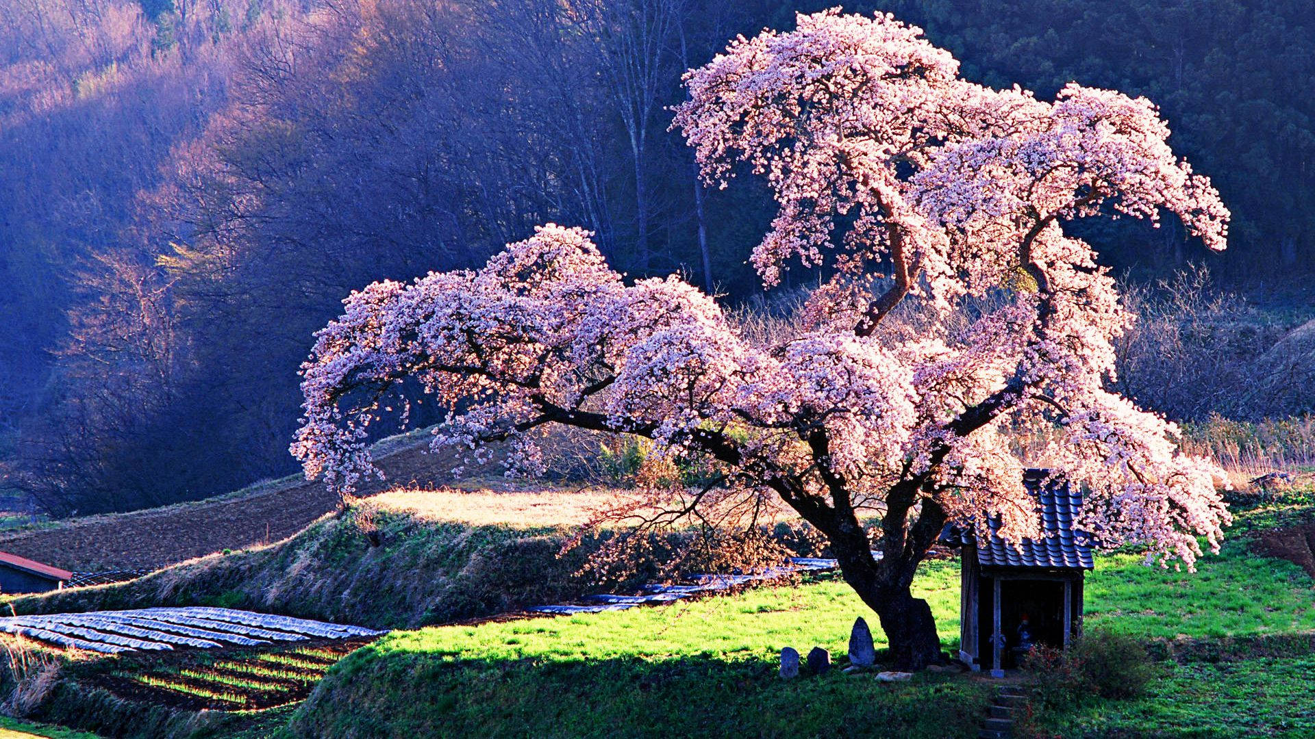 大きな桜の木の壁紙
