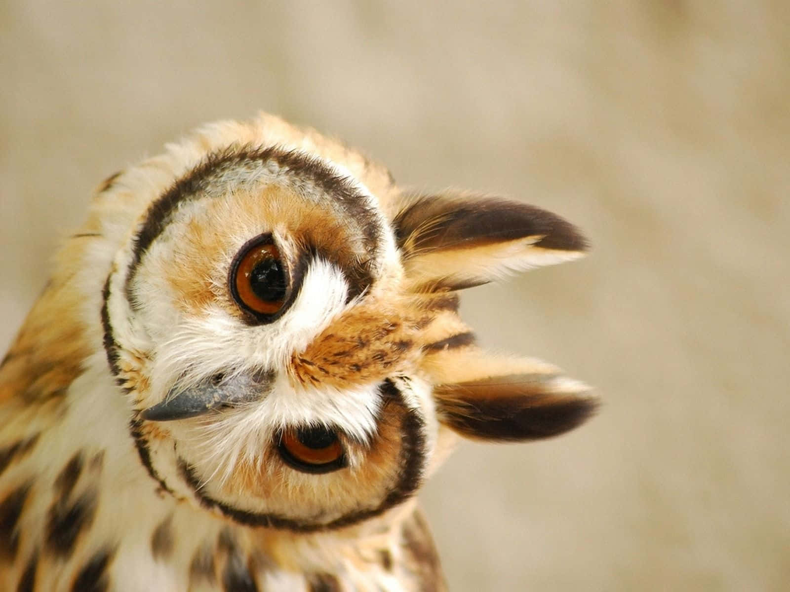 大きな瞳でカメラを見つめるかわいいフクロウ 壁紙