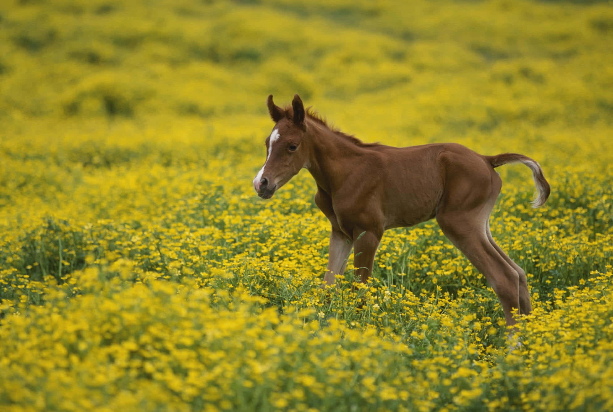 大きな笑顔を見せるかわいい馬 壁紙