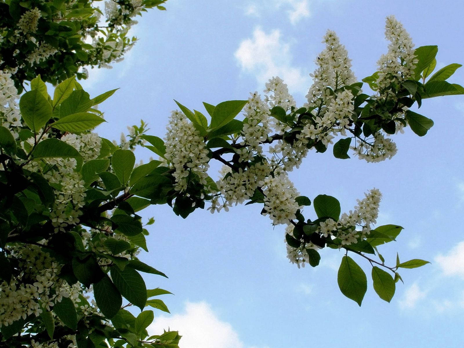 大きな葉の白い桜の壁紙