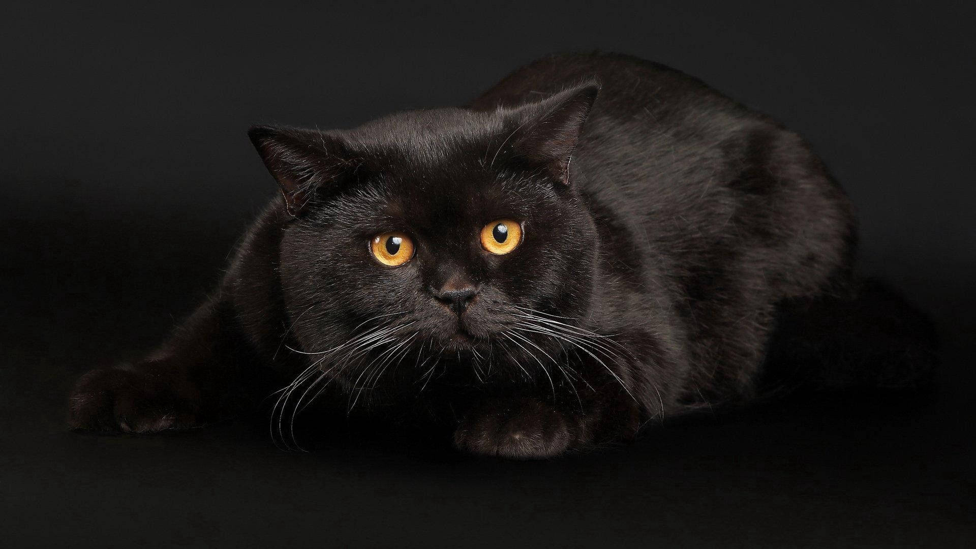 太った黒い猫の壁紙
