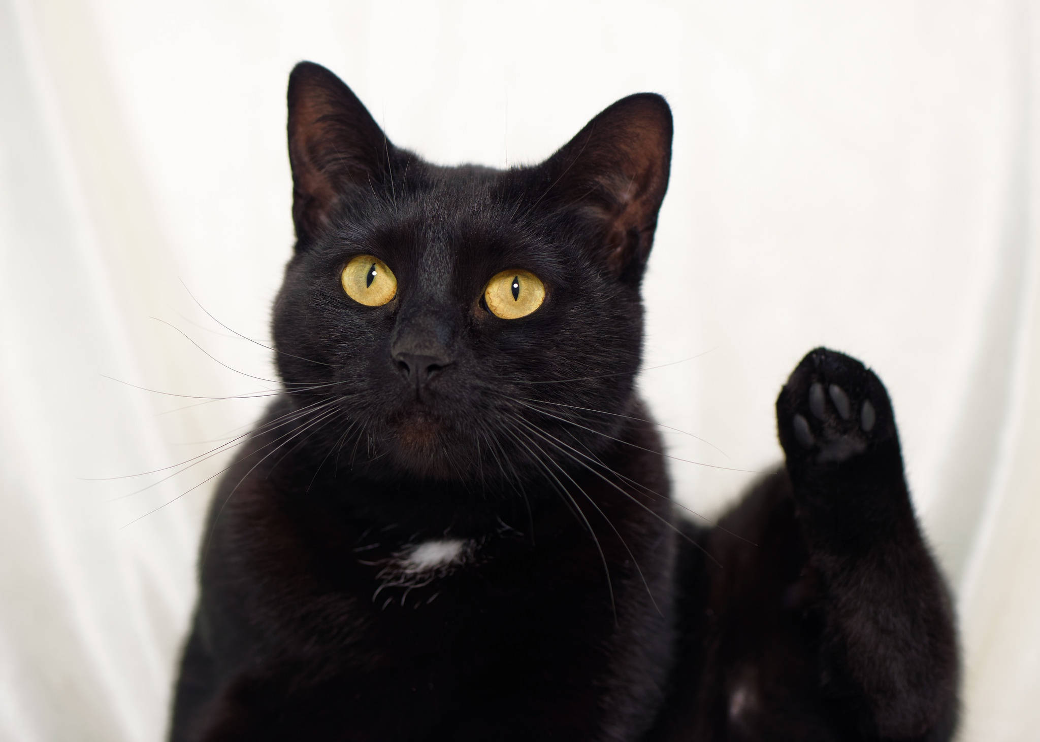 太った黒猫が脚を上げている 壁紙