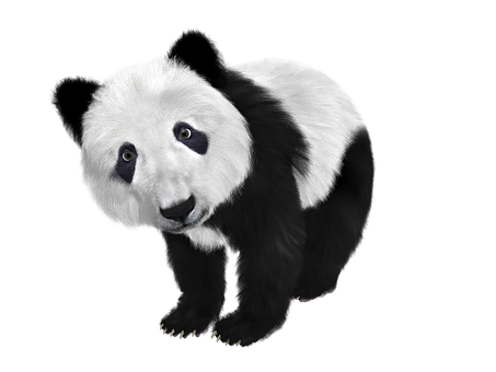 好奇心旺盛なパンダ 黒背景 壁紙