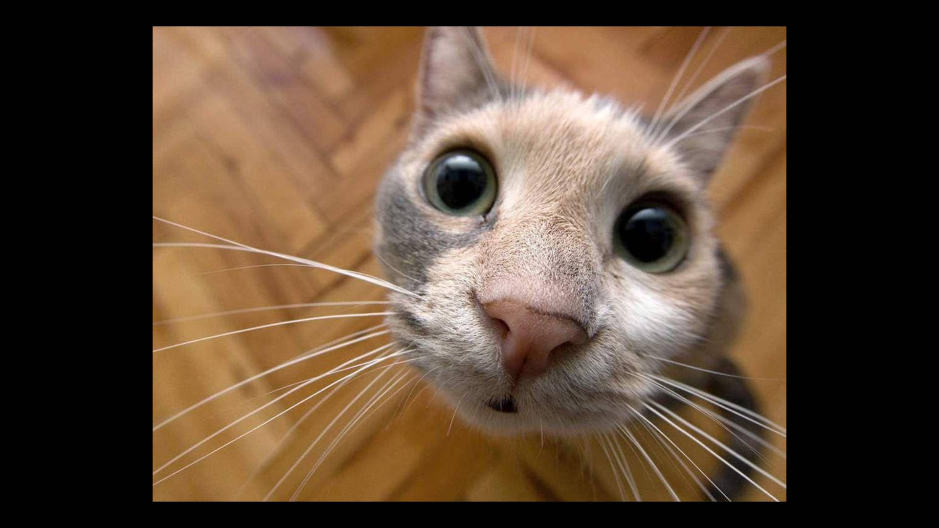 好奇心旺盛な面白い猫 壁紙