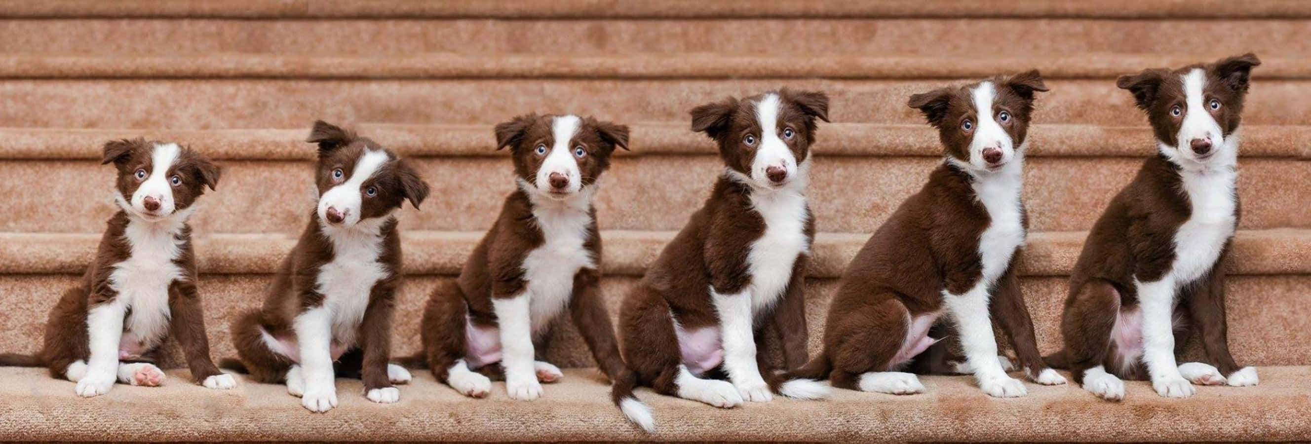 子犬の成長週間別ボーダーコリーの写真 壁紙