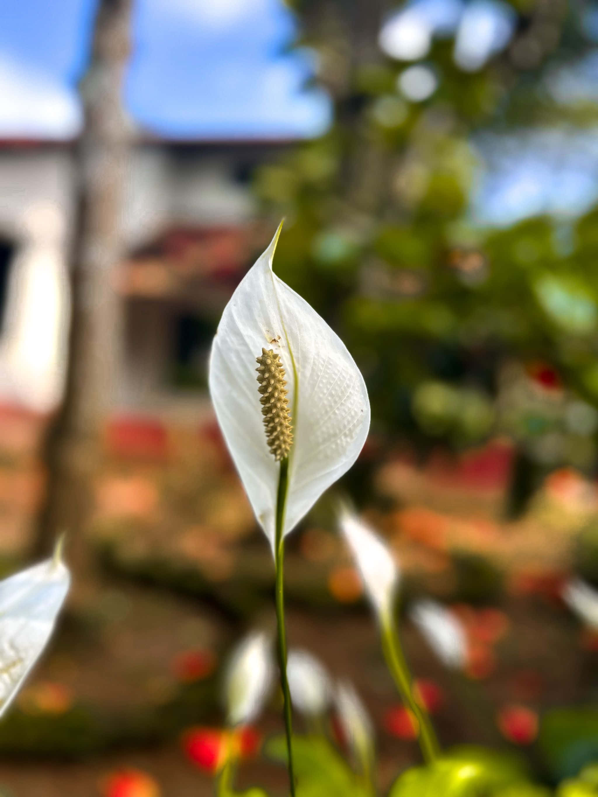 家の前の白い花 壁紙