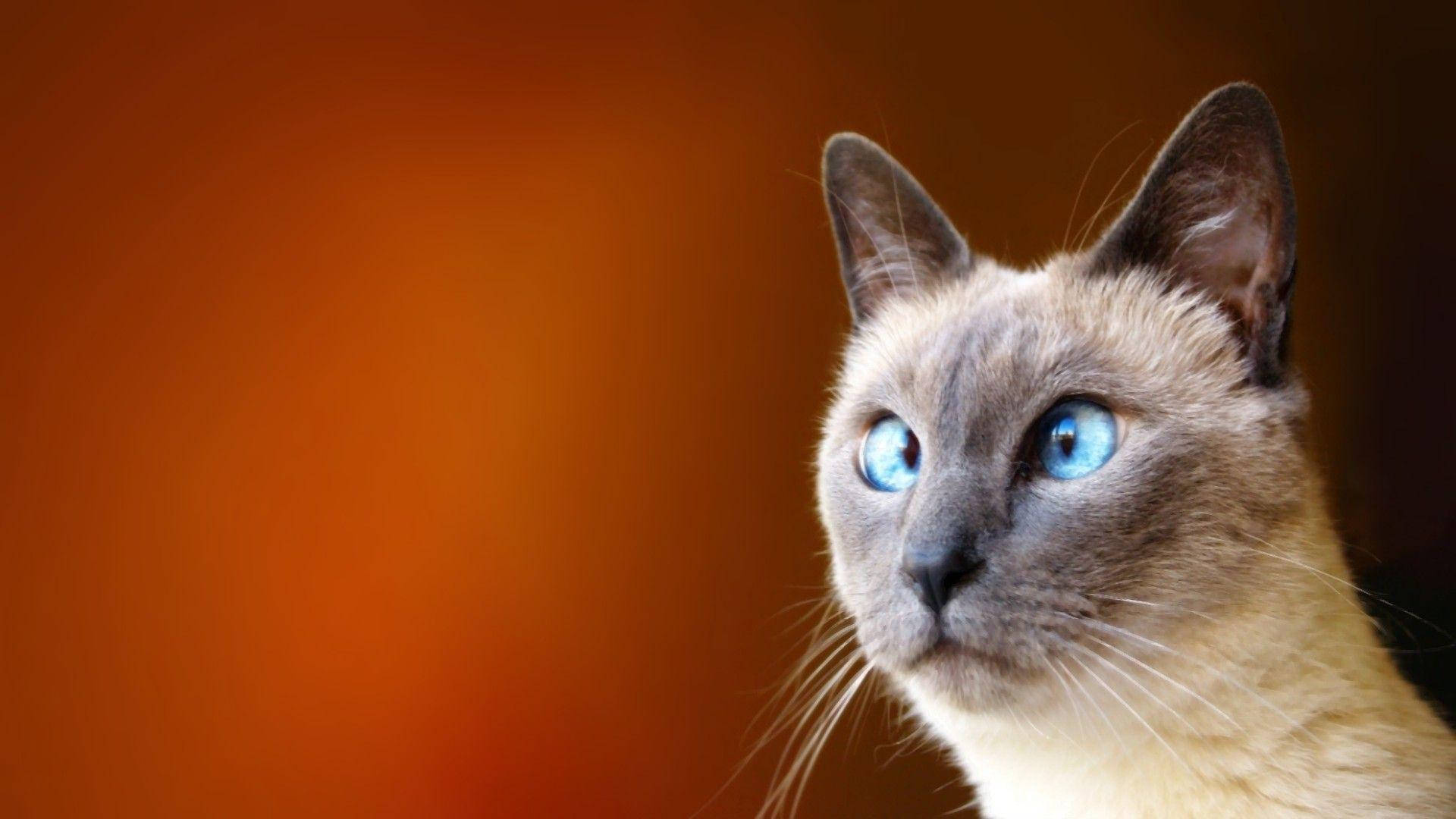 寄り目でおかしな猫 壁紙