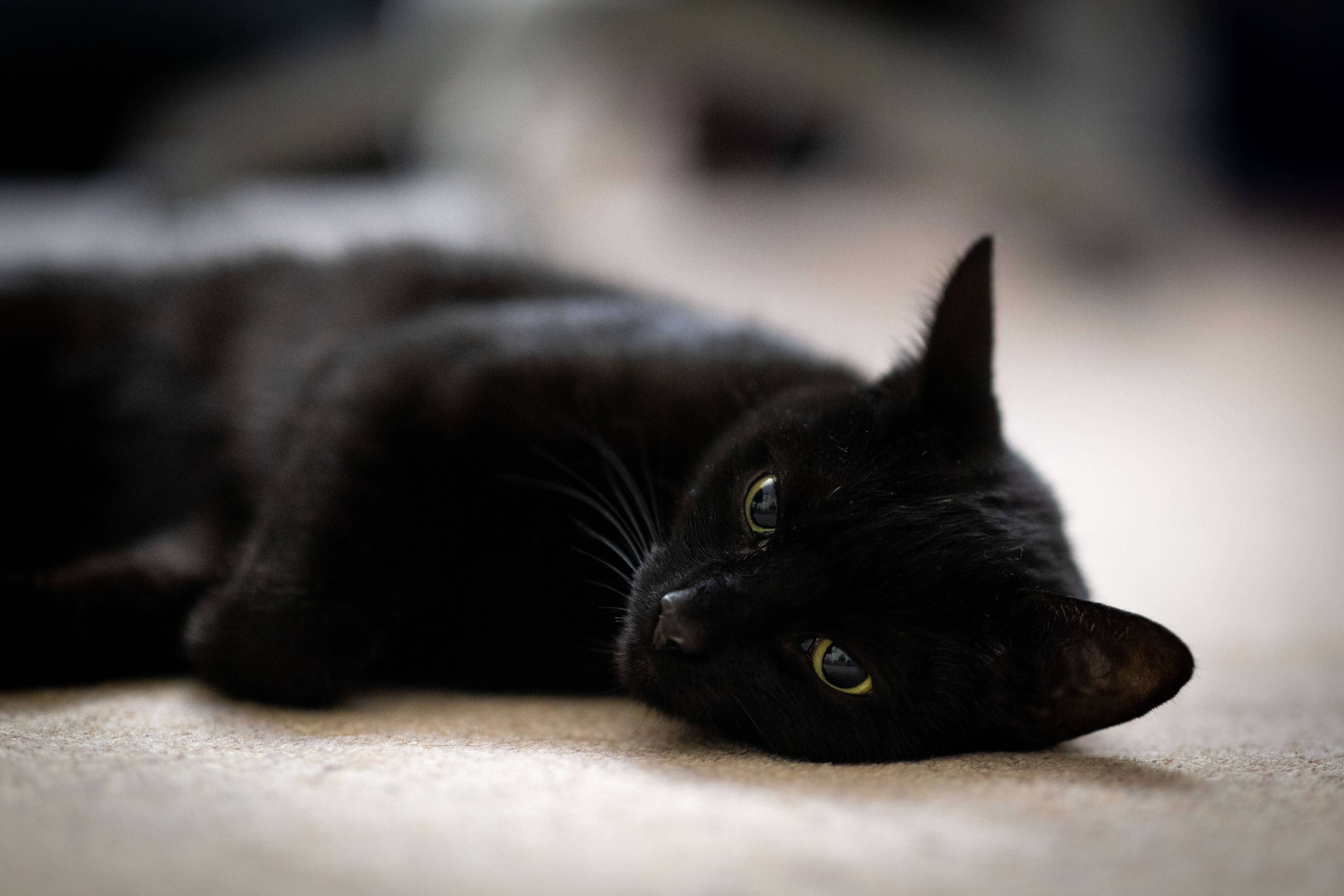 寝そべる黒猫 壁紙