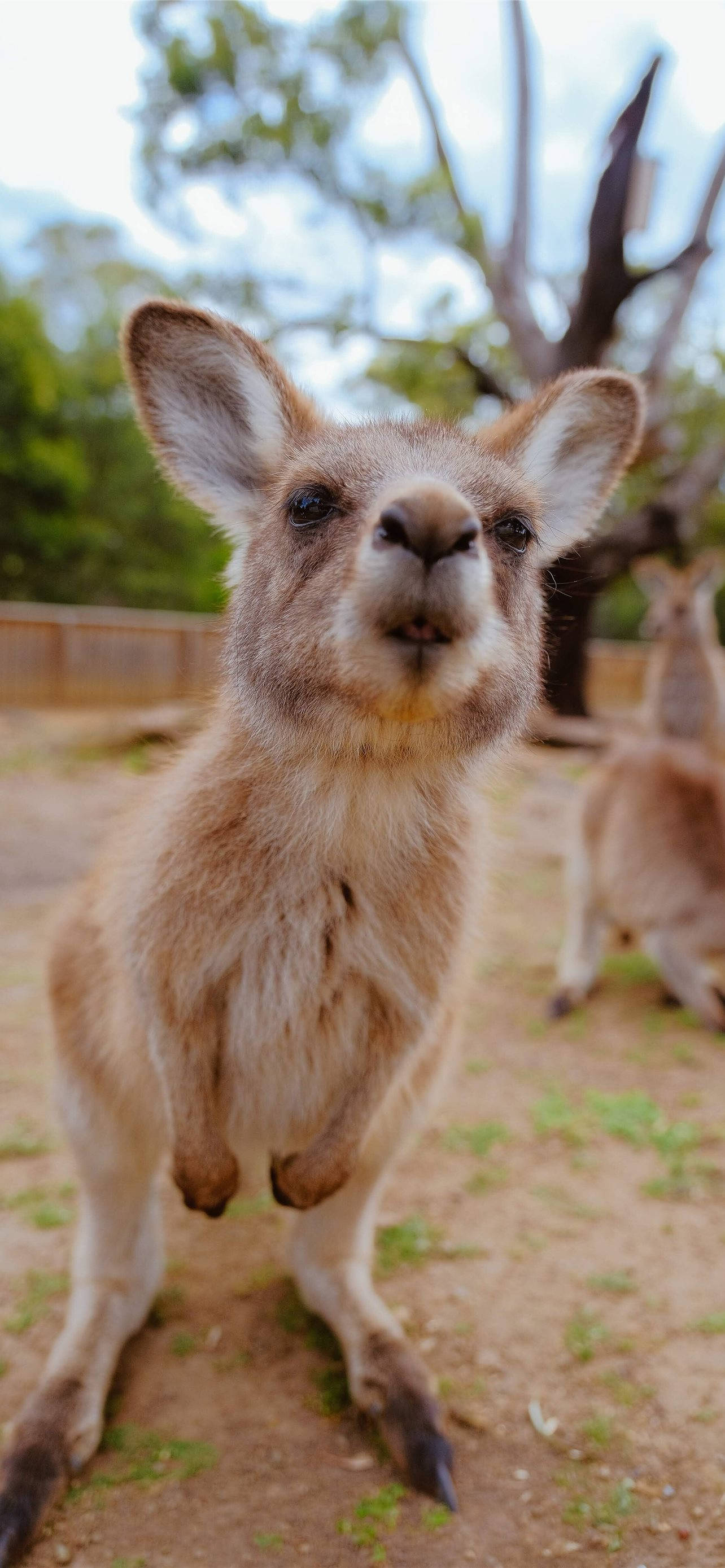 小さなジョーイカンガルー 壁紙