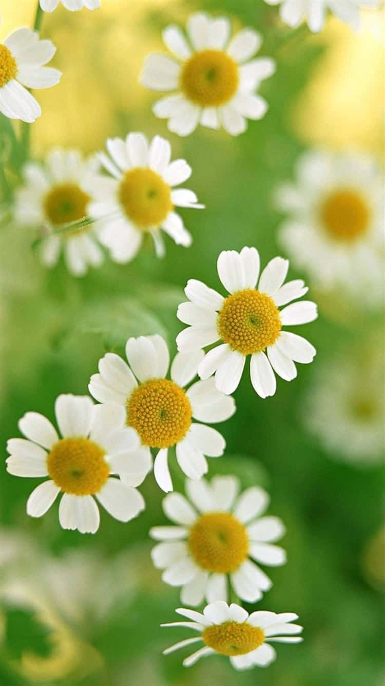 小さなデイジーの花の背景 壁紙