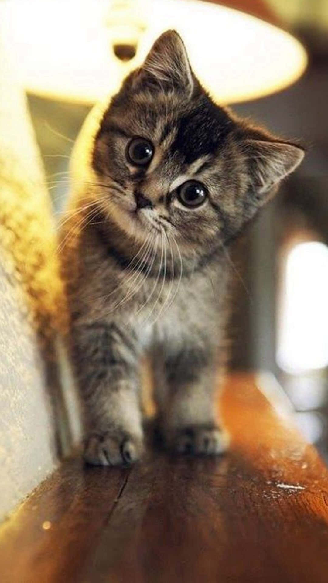 小さな可愛いキジトラ猫の写真 壁紙