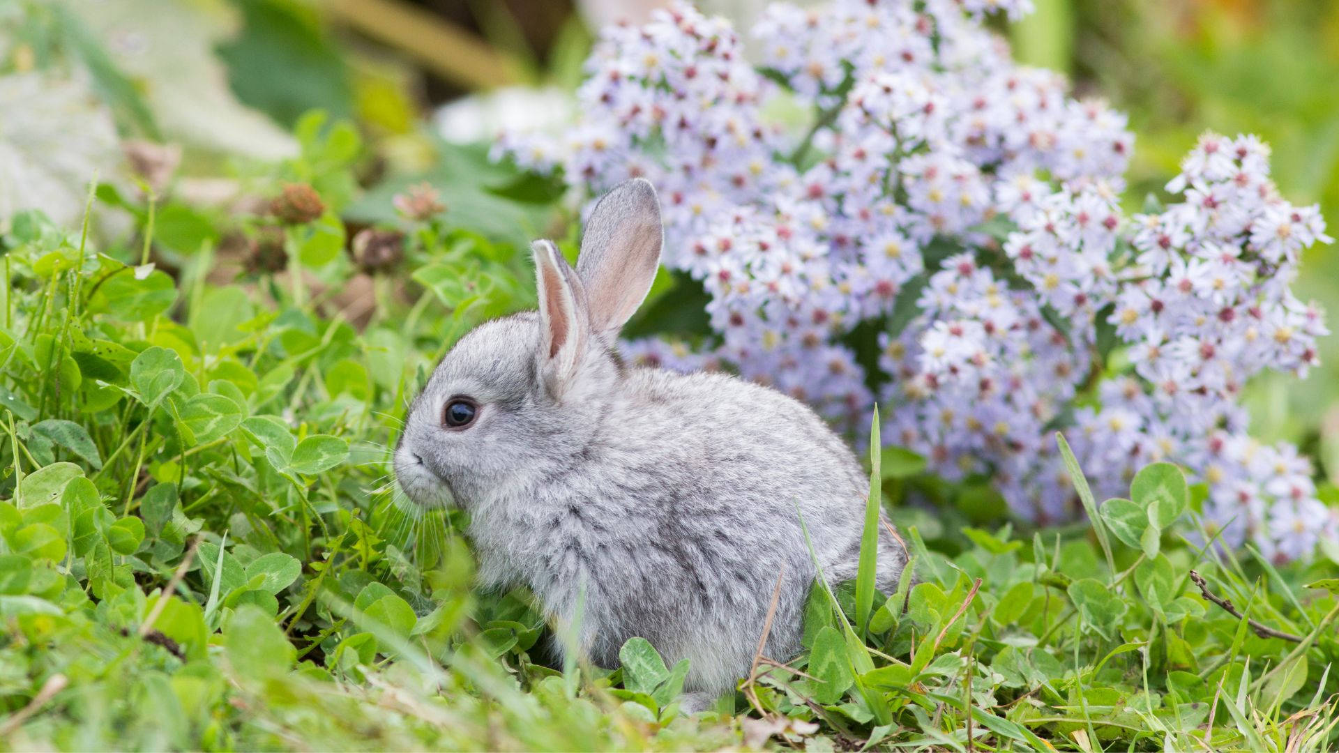 小さな灰色の赤ちゃんウサギ 壁紙