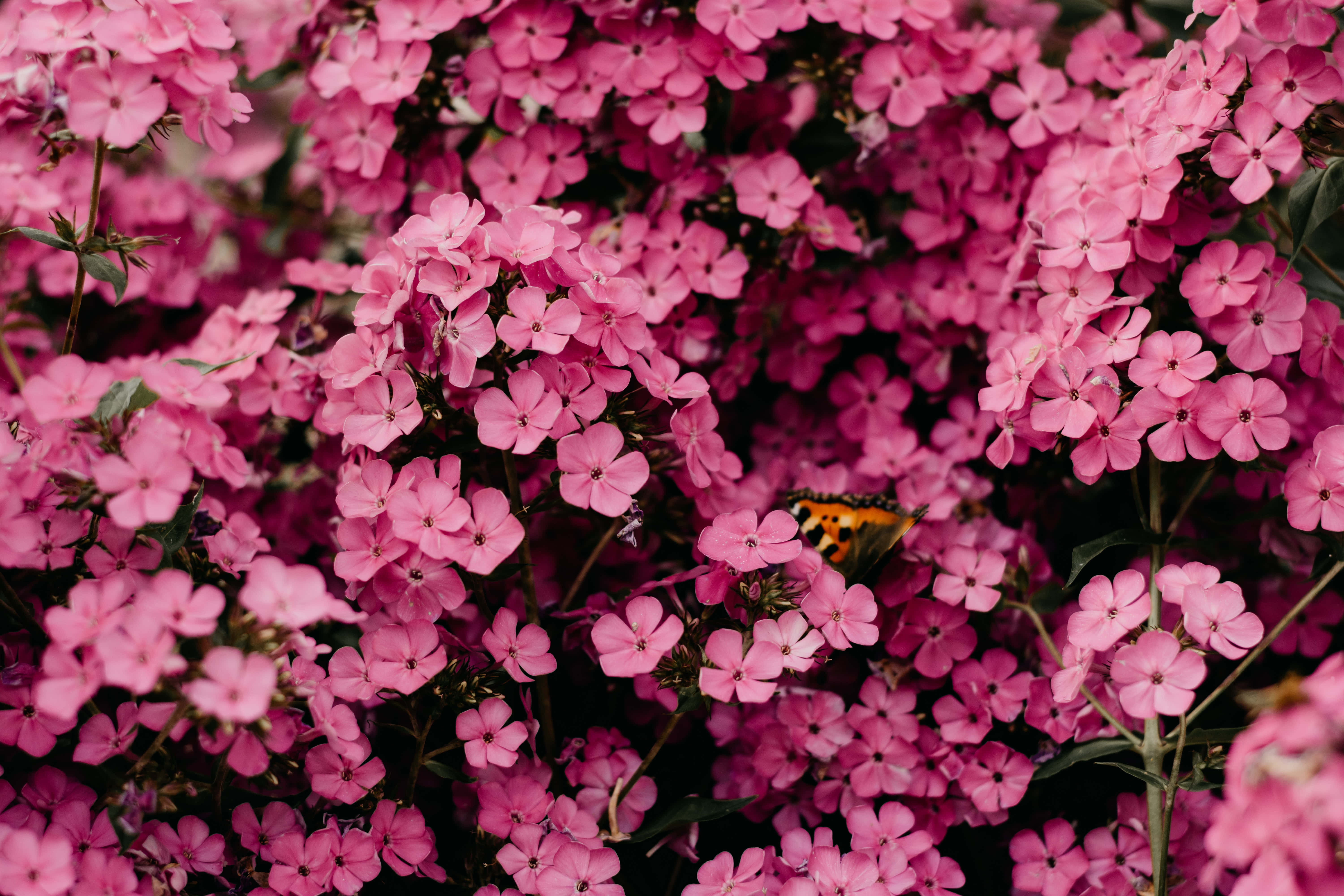小さな花びらのピンクの花の写真 壁紙