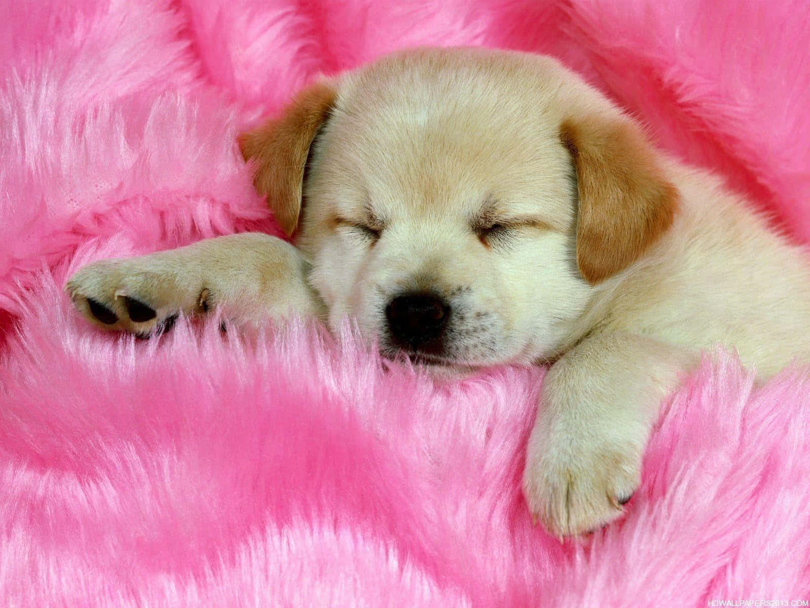 屋外でくつろぐ愛らしい子犬 壁紙