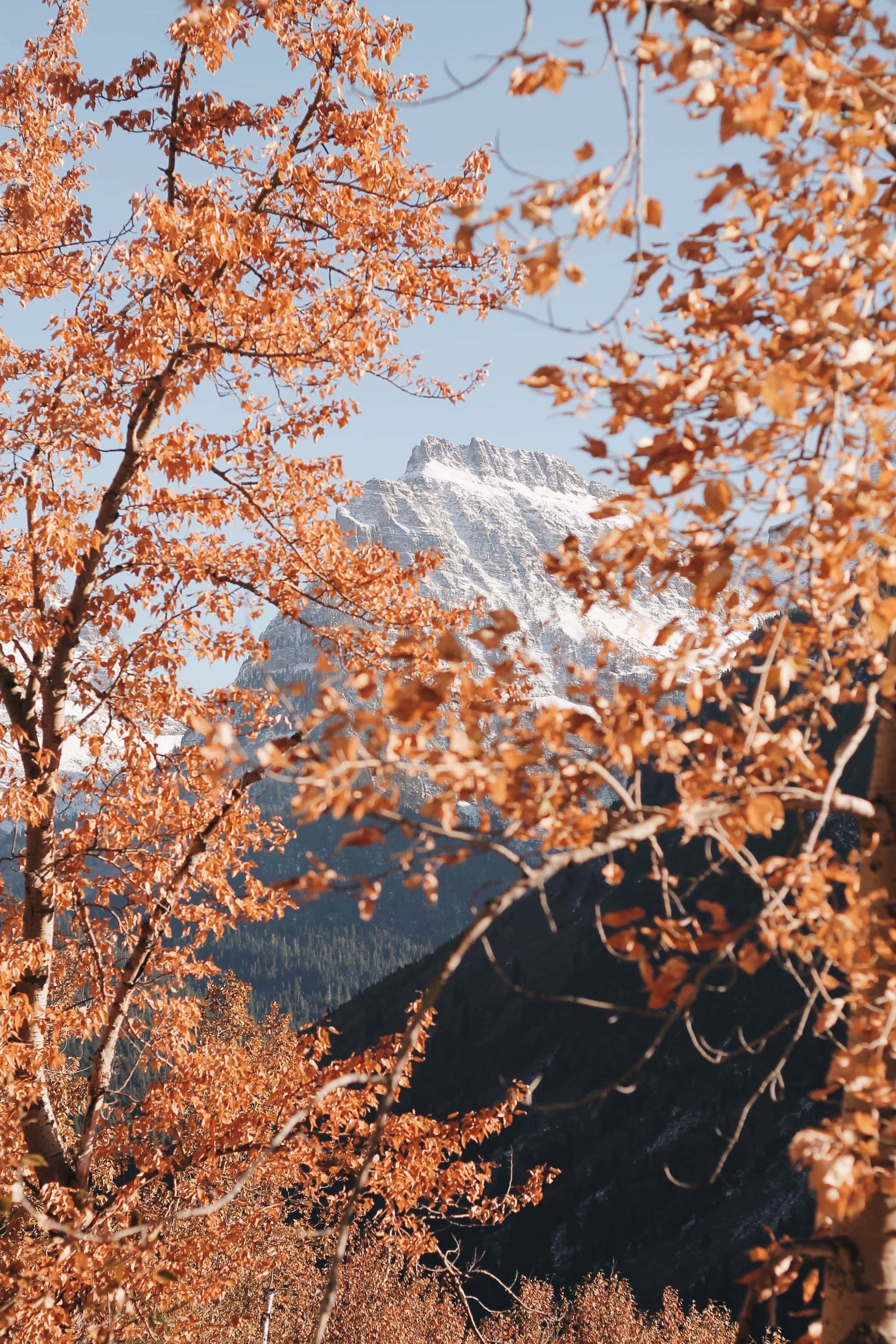 山並みと木々、背景に広がる山々 壁紙