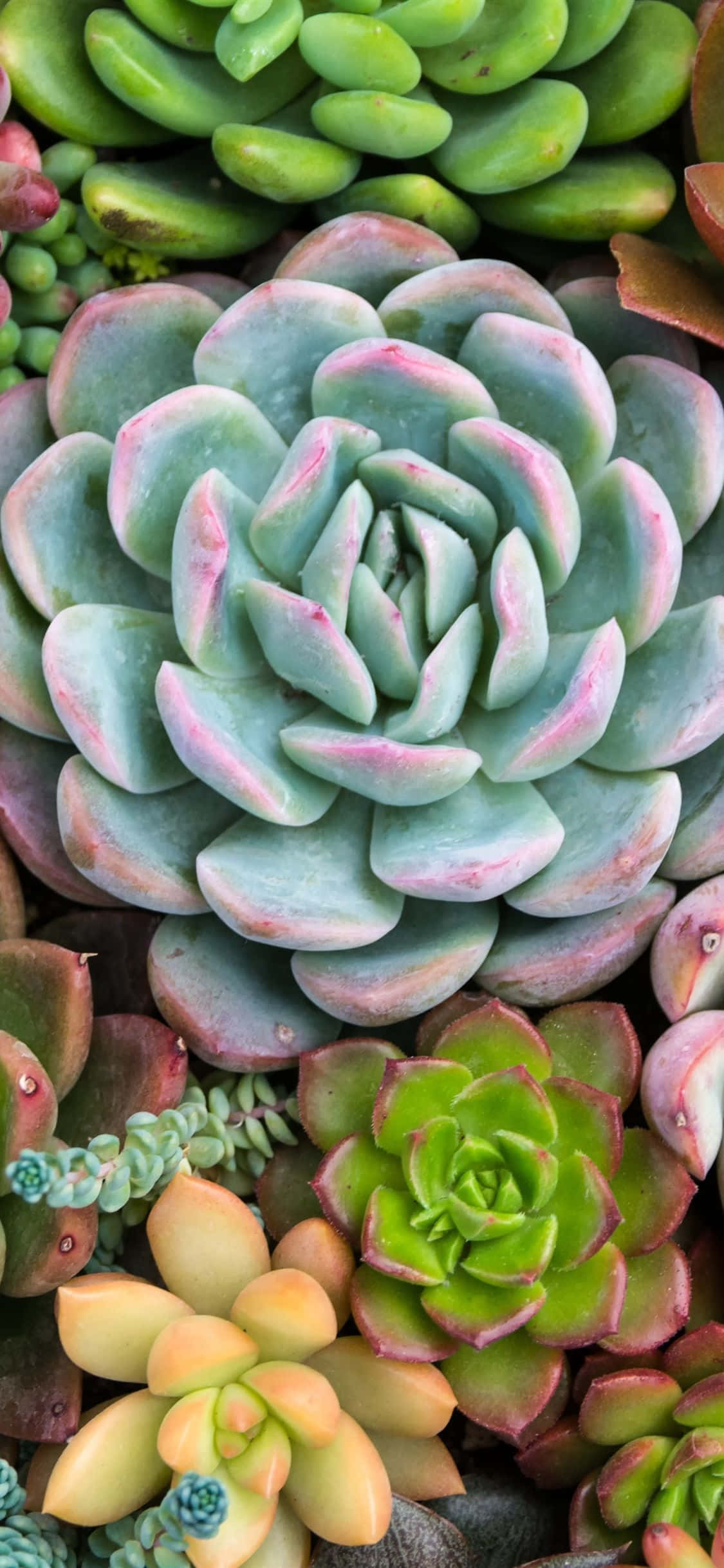 山盛りの多肉植物 壁紙