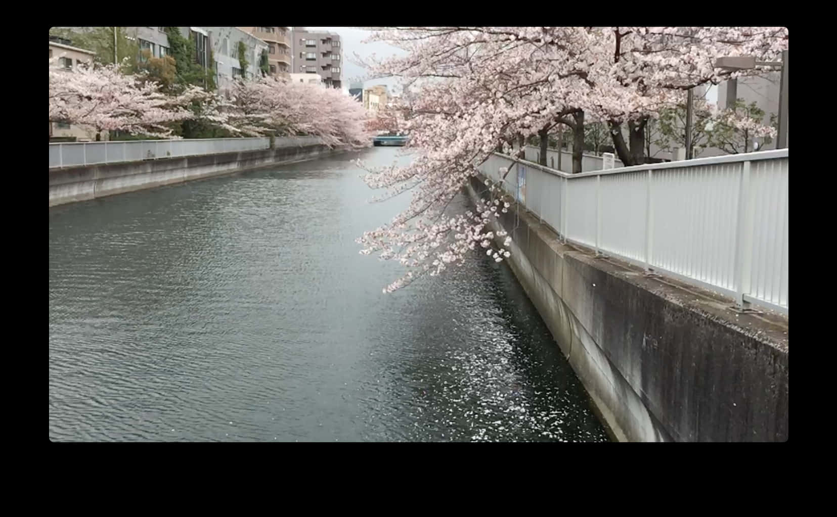 川の上の桜 壁紙