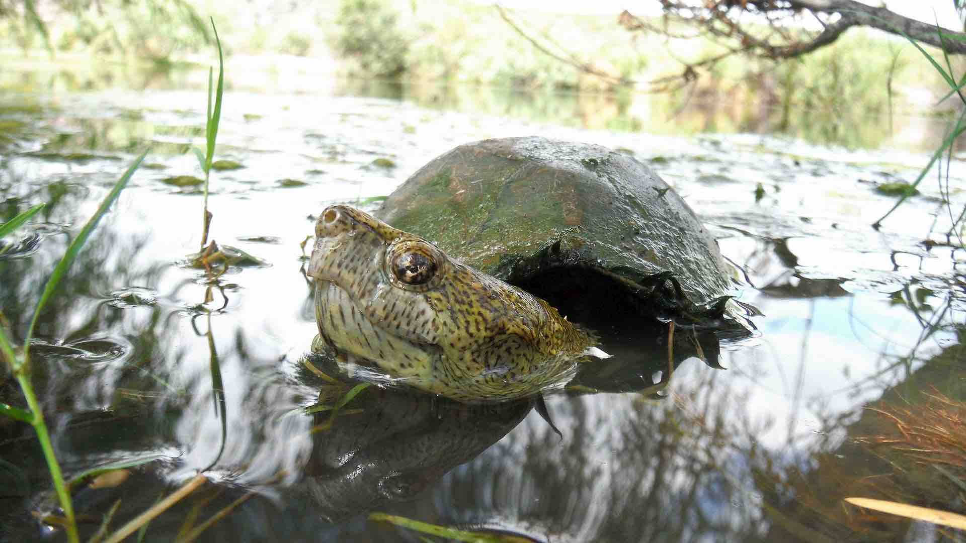 川を泳ぐドロガメ 壁紙
