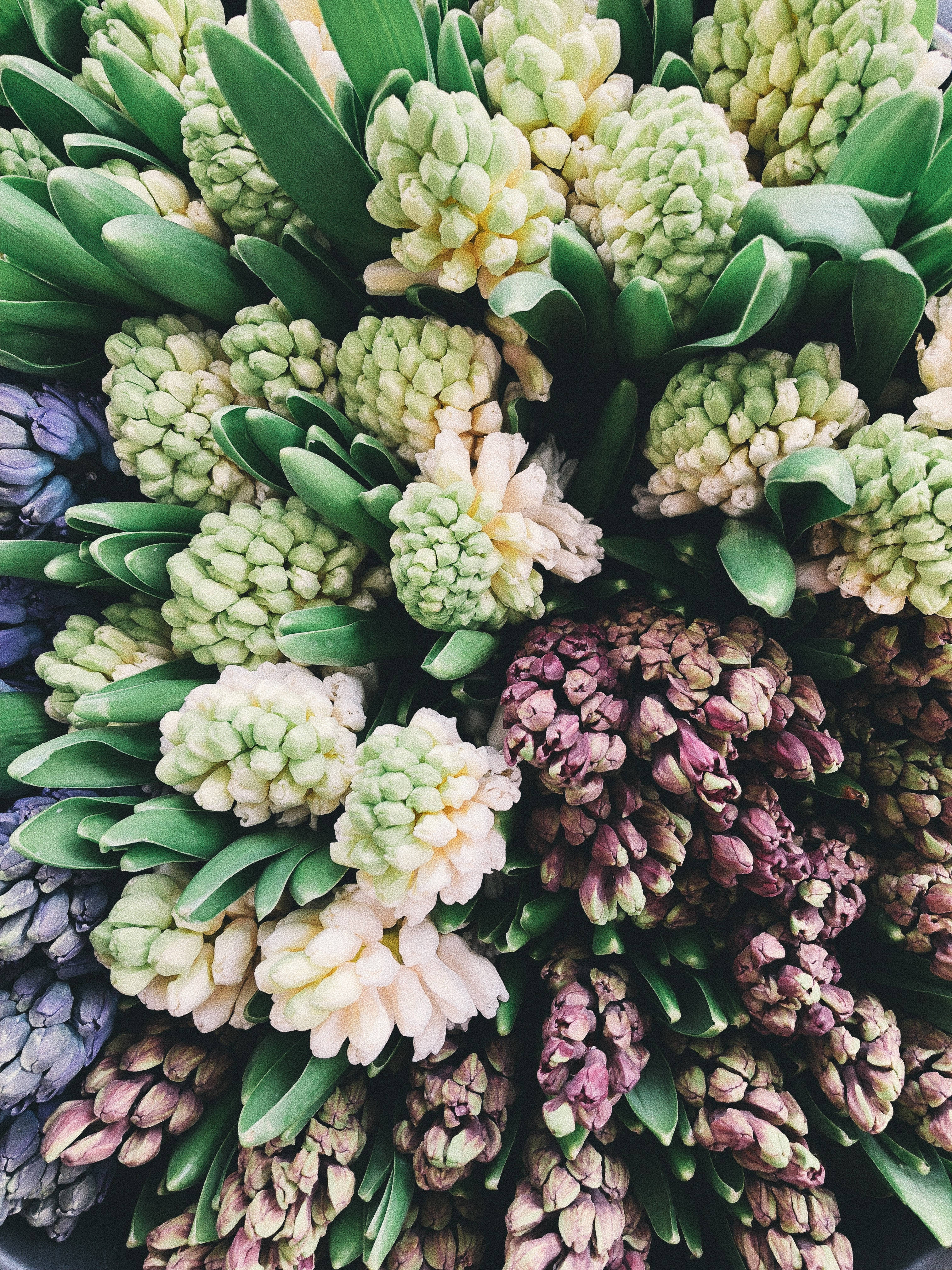 市場のヒヤシンスの花 壁紙