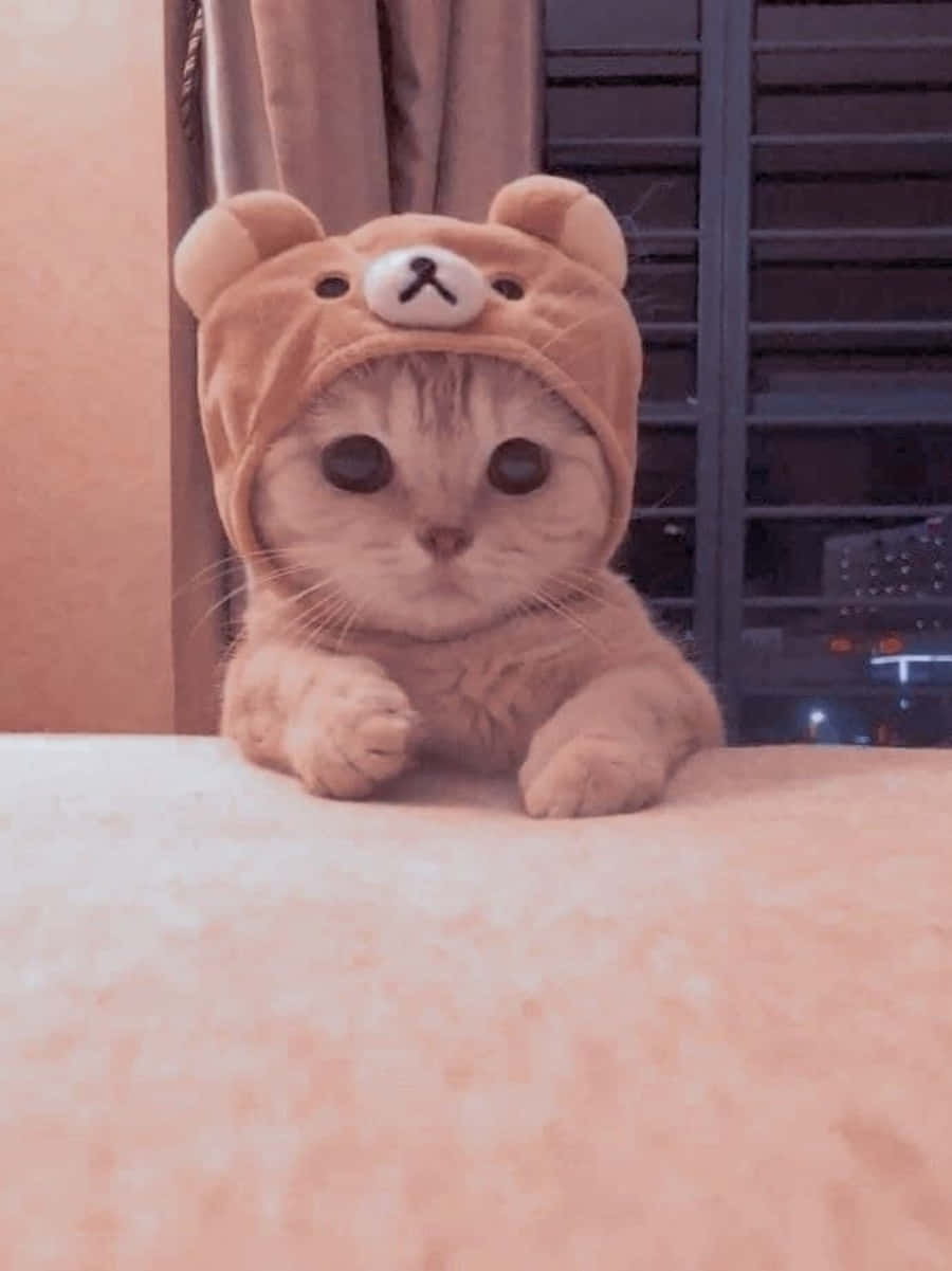 広い瞳で世界を見つめる神秘的な表情の猫 壁紙