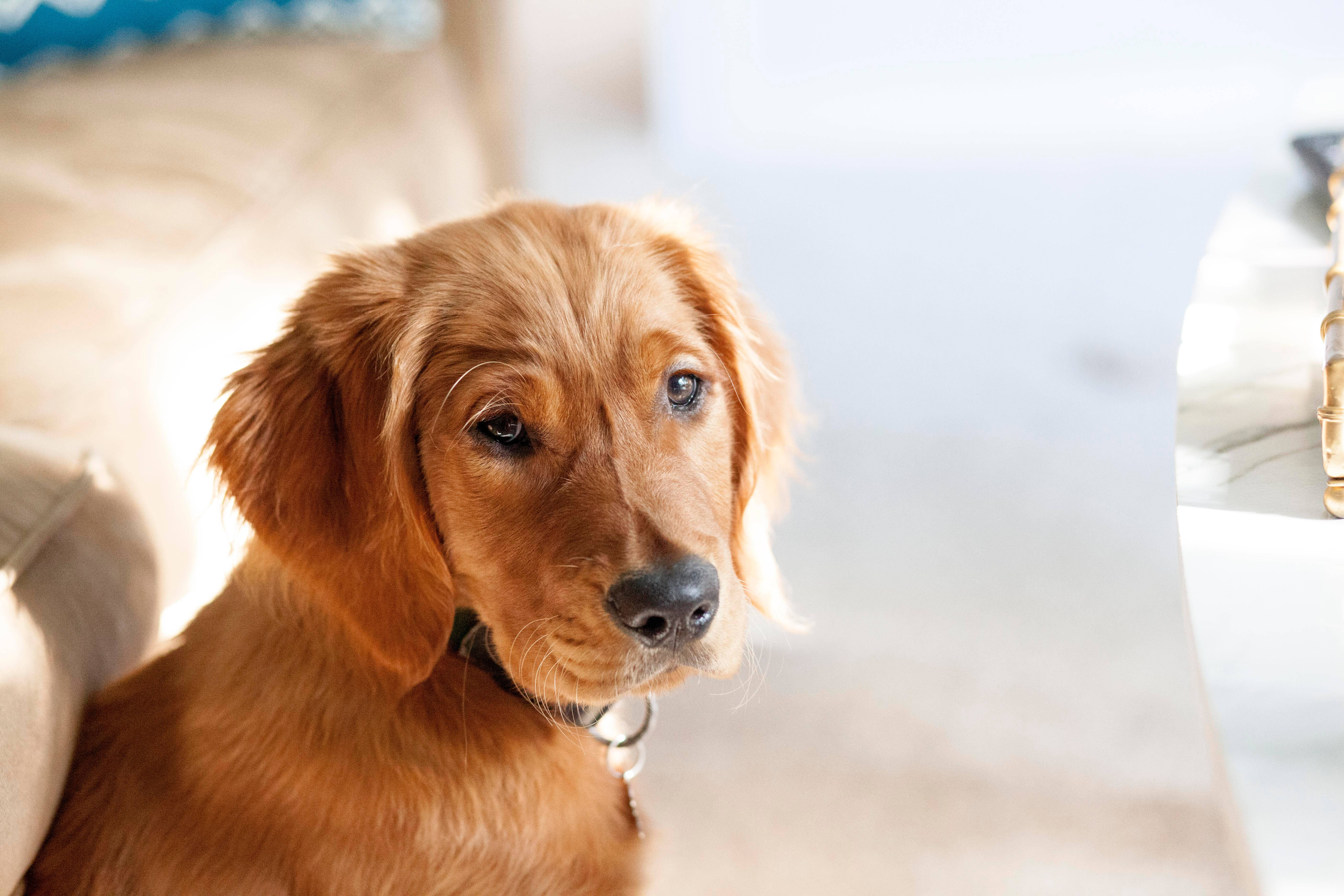 床に座るかわいい犬 壁紙