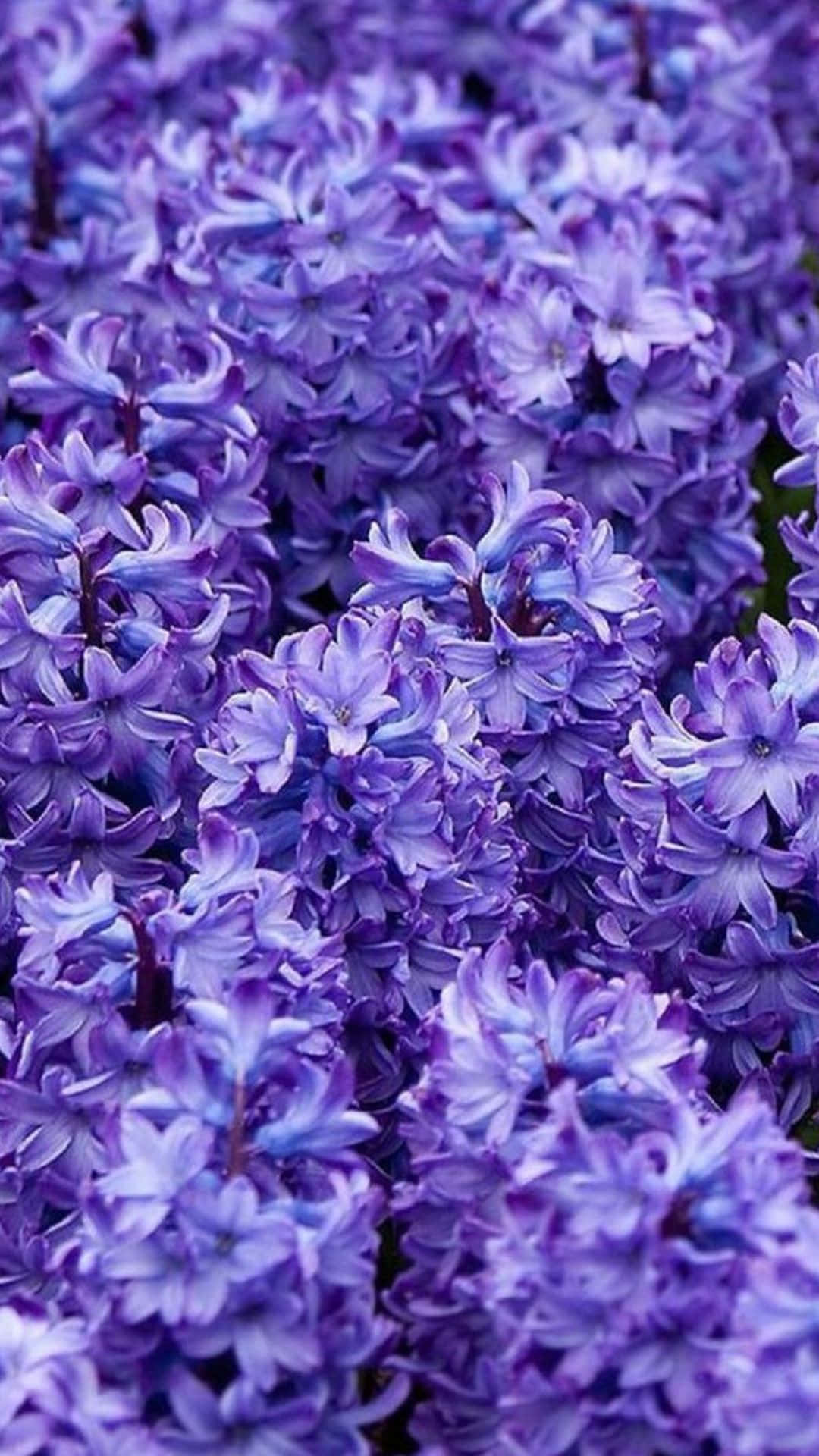 庭の紫色の花のクローズアップ 壁紙