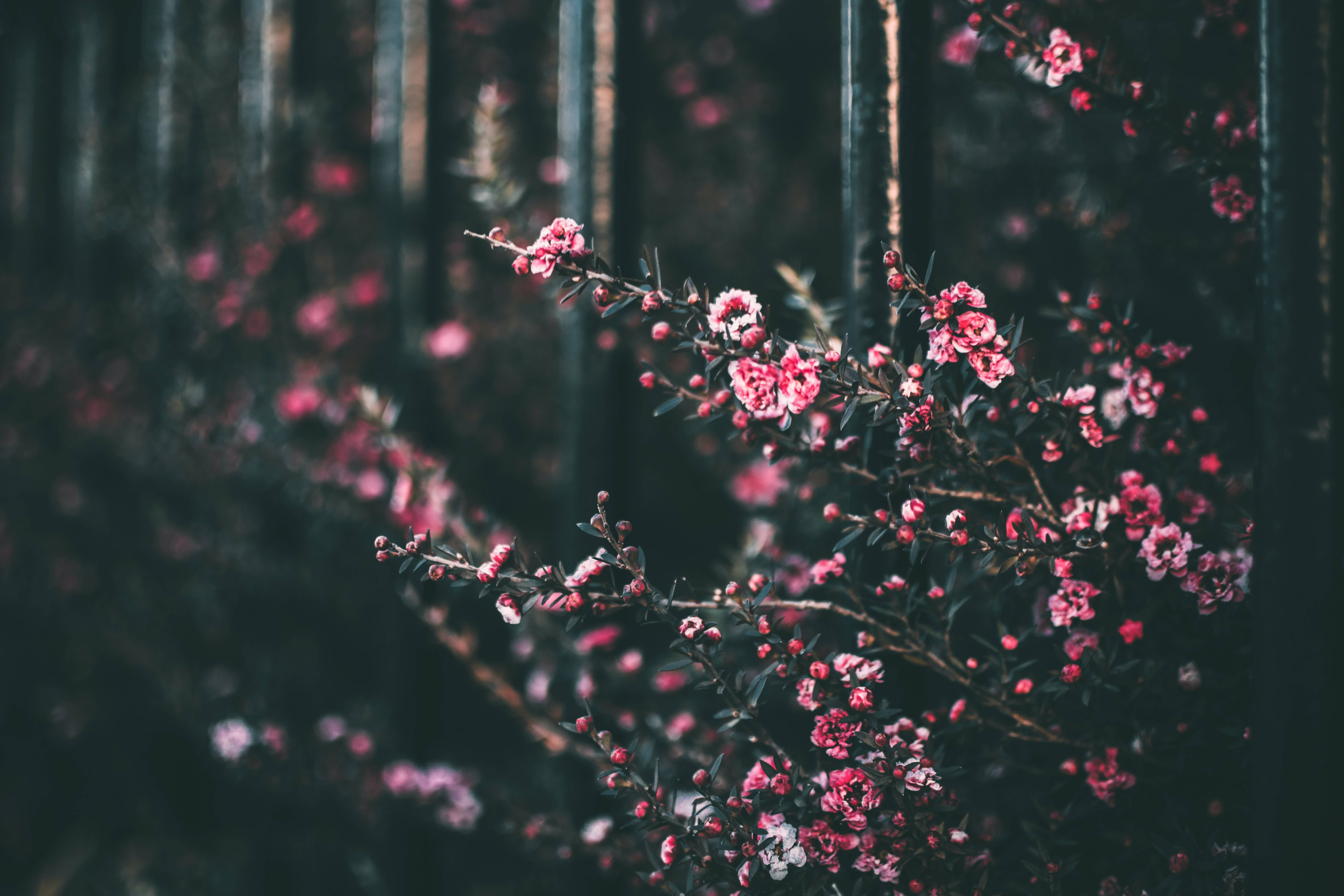 影に包まれたピンクの花の背景 壁紙