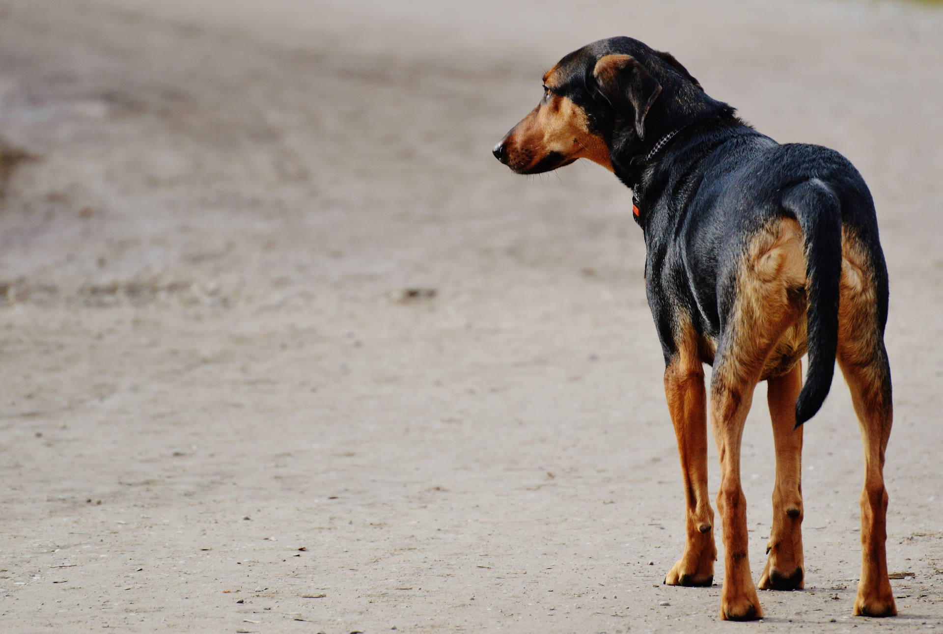 未舗装の通りで待つ悲しげな黒い犬の壁紙