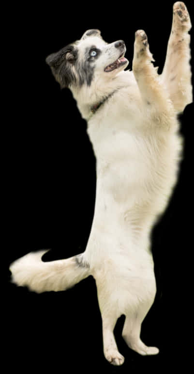 後ろ足で立つ遊び心のある犬 壁紙