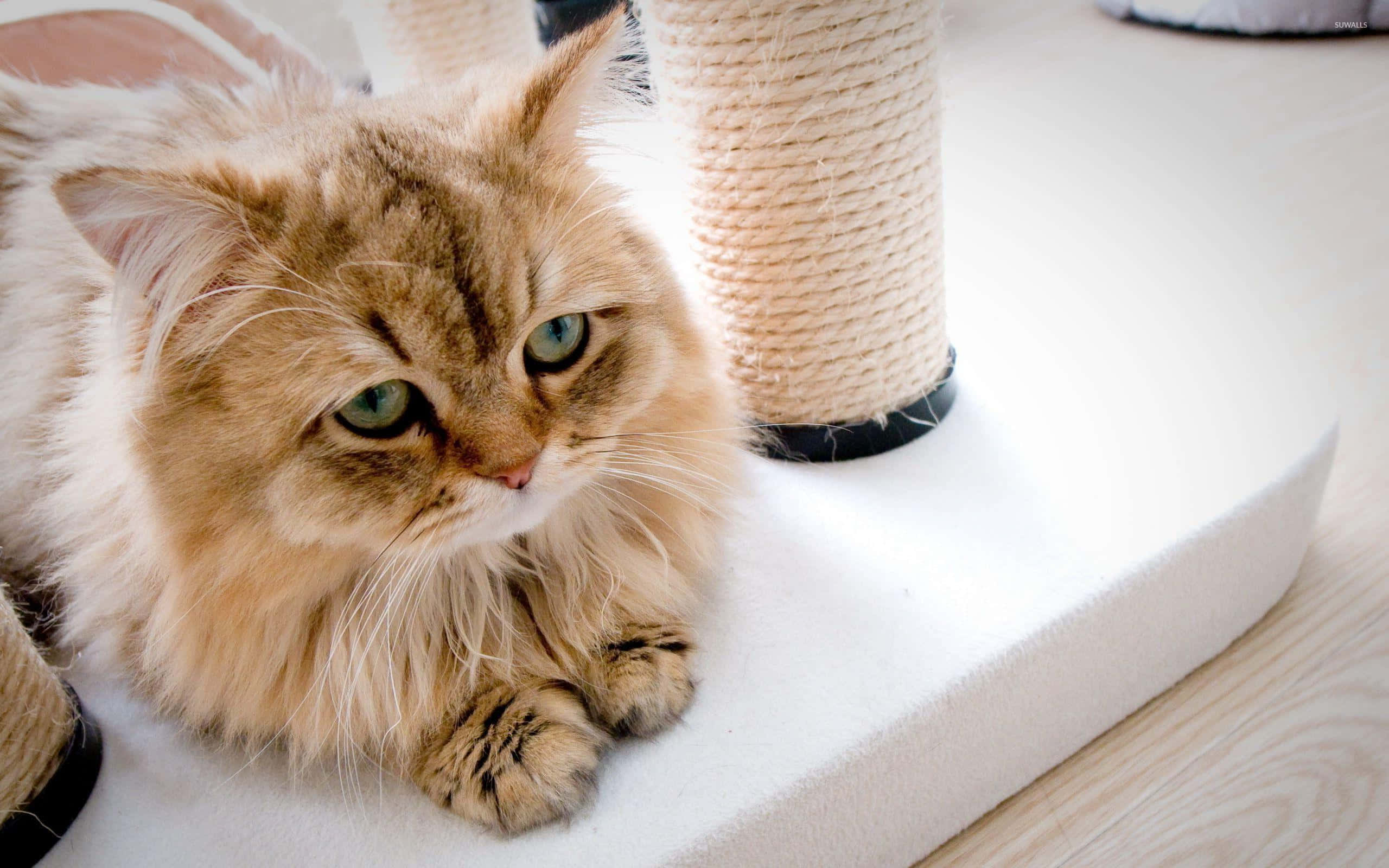悲しそうなオレンジの猫のベッド写真 壁紙