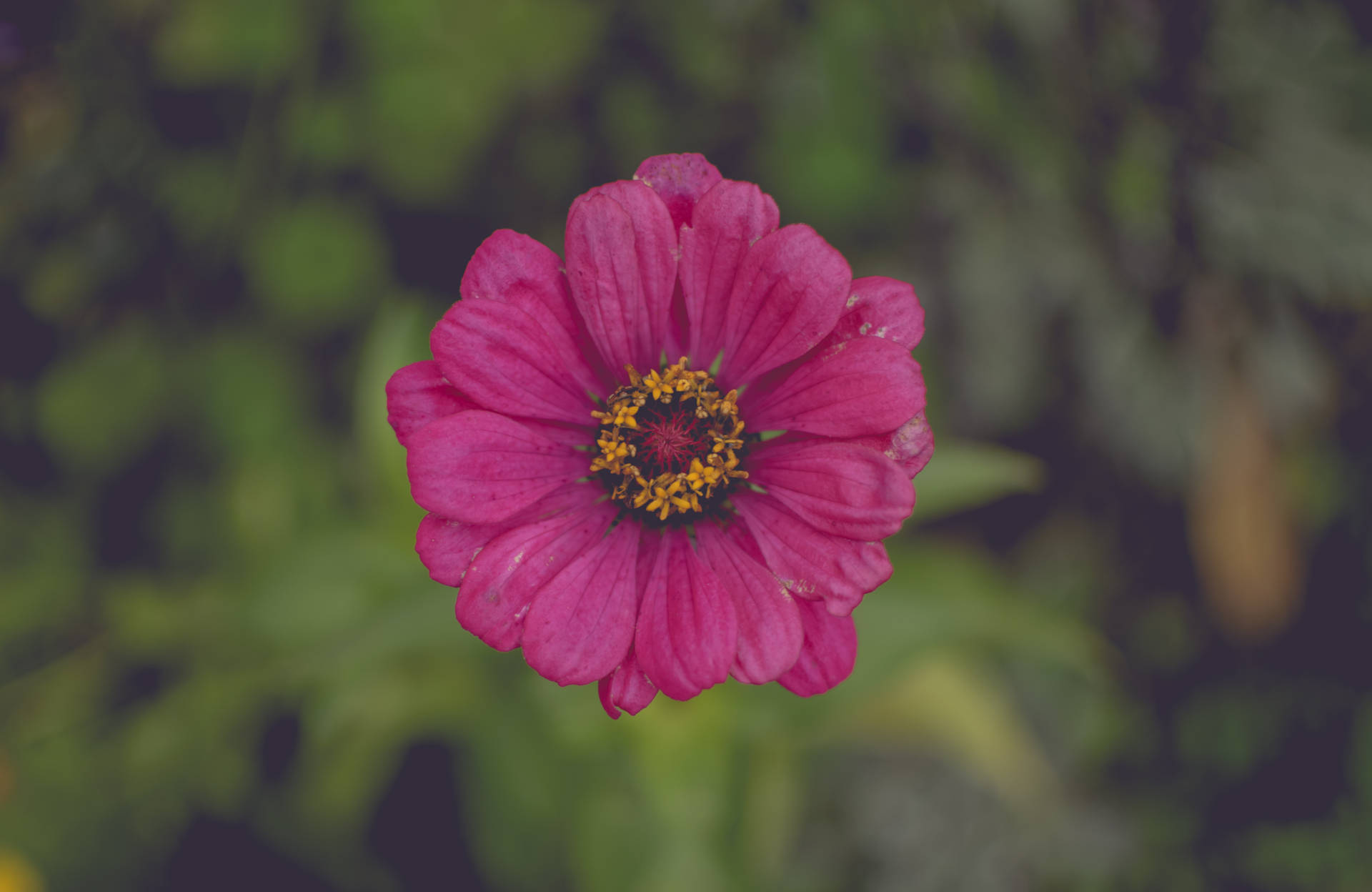 濃いピンクの花のクローズアップショット壁紙