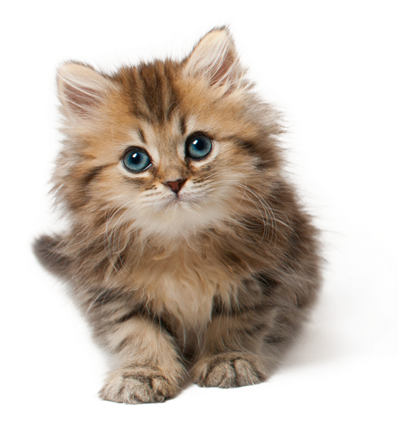 愛らしいふわふわの子猫 壁紙
