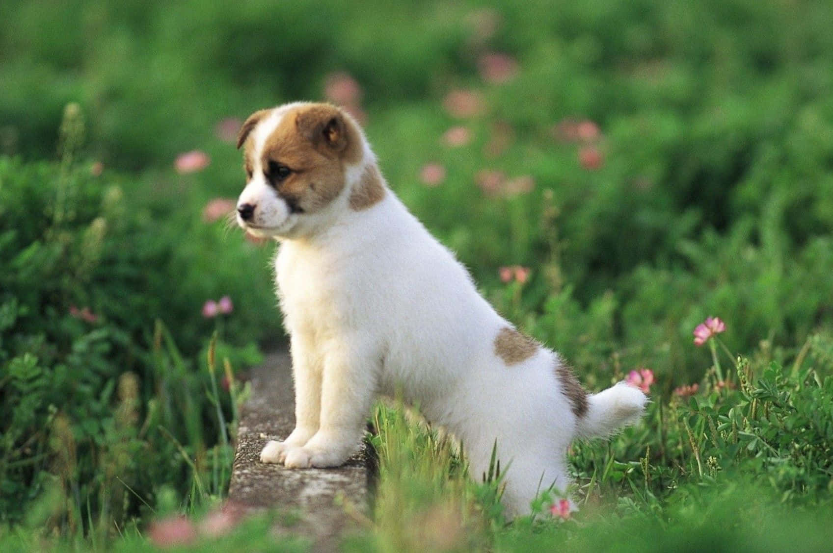 愛らしいふわふわの犬がカメラに向かってポーズ 壁紙
