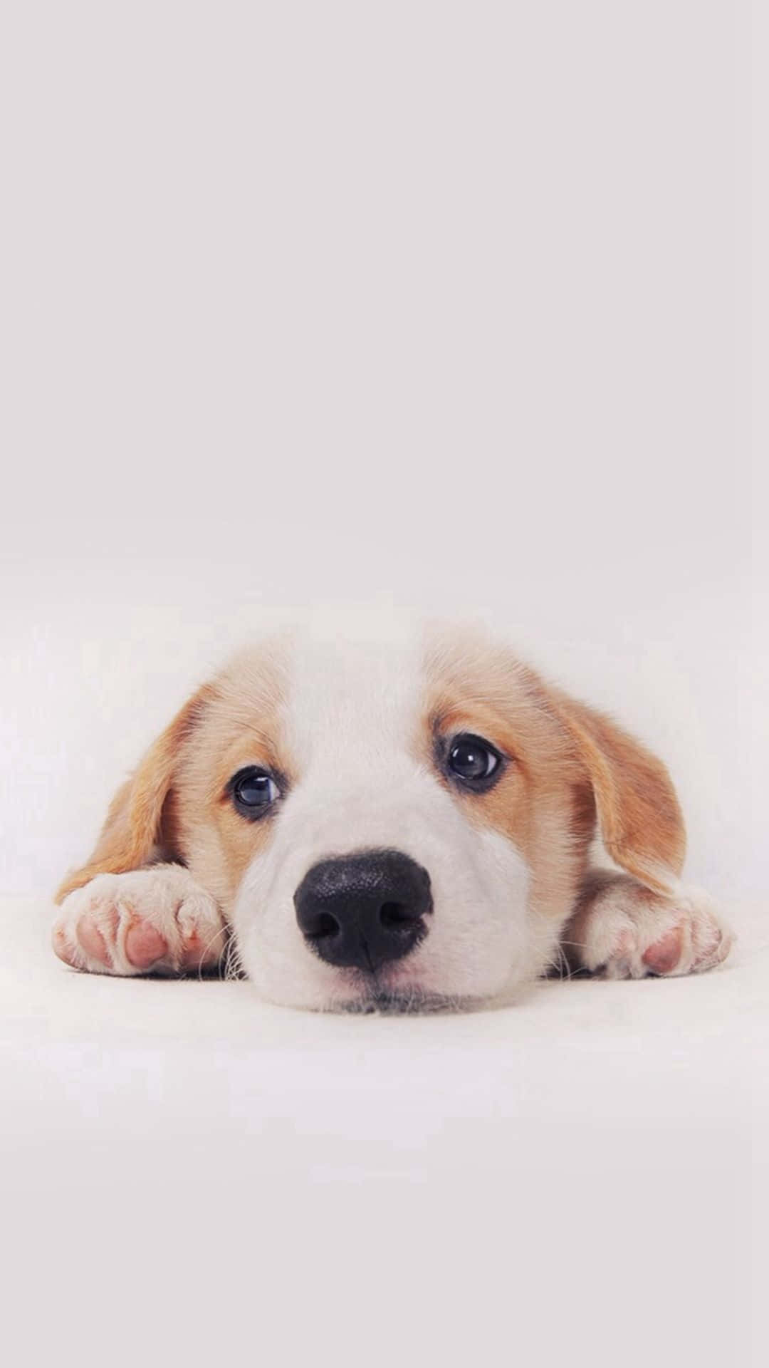 愛らしいふわふわの犬がカメラに向かってポーズ 壁紙