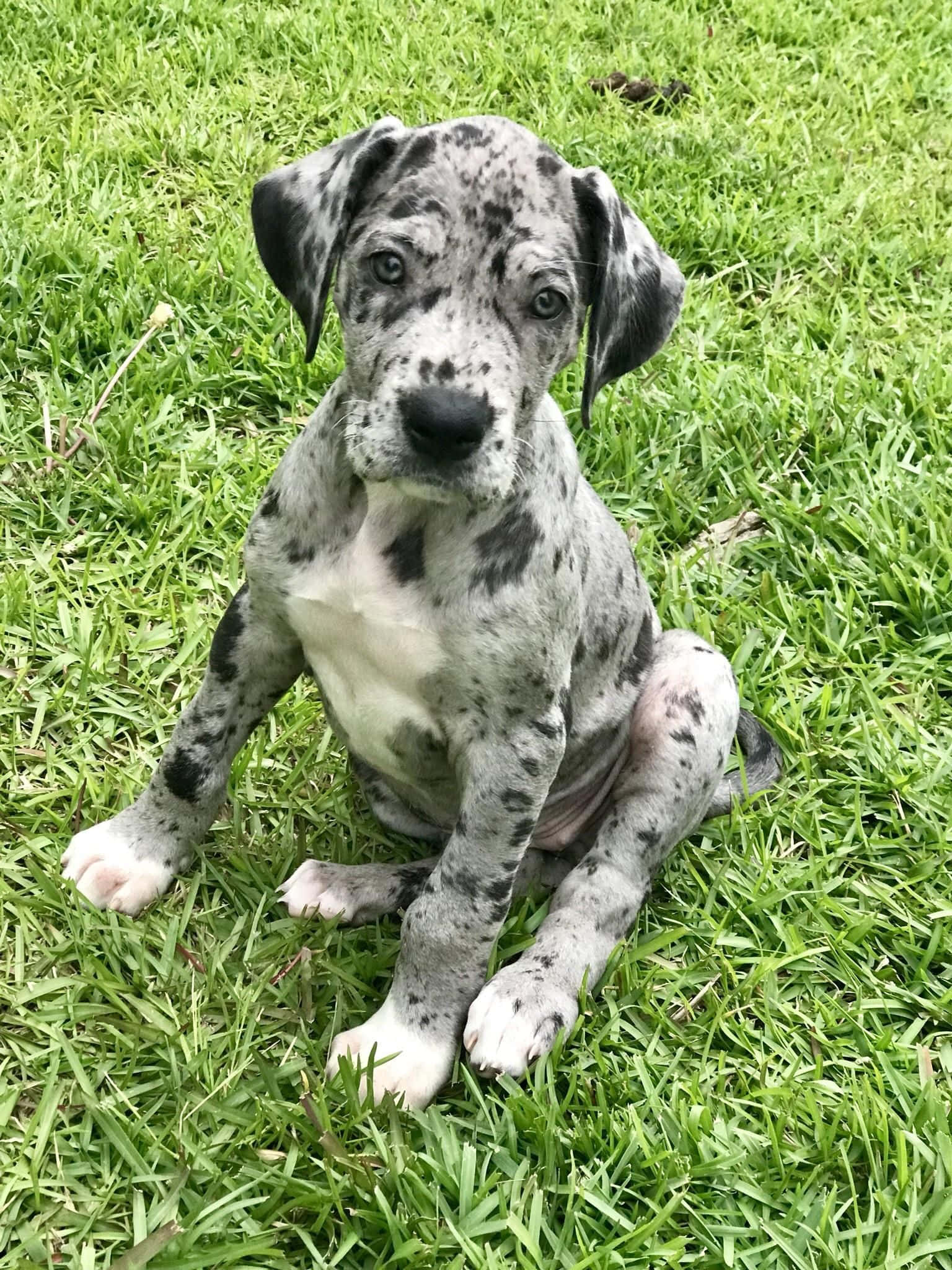 愛らしいグレートデーンの子犬たち 壁紙