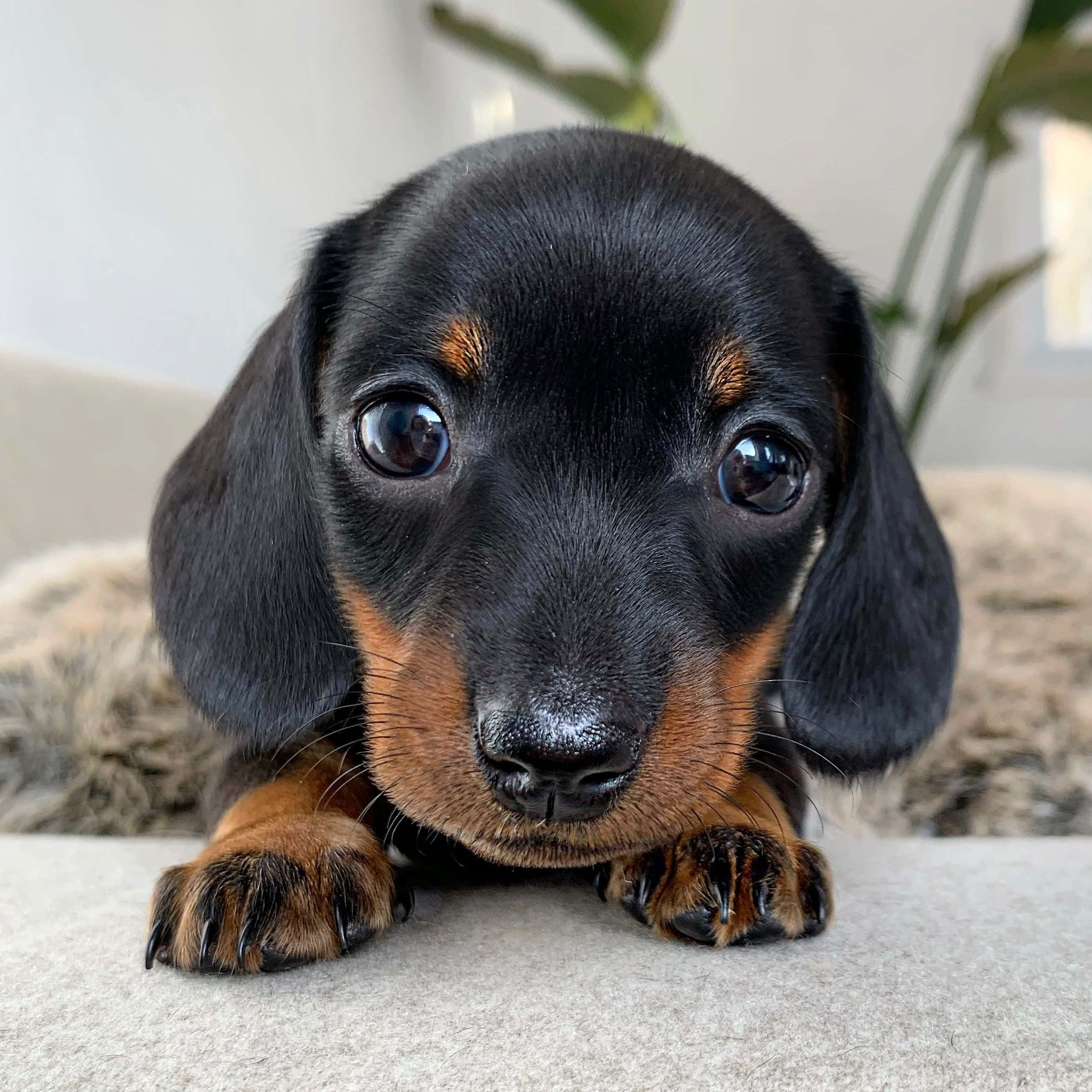 愛らしいダックスフントの子犬 壁紙