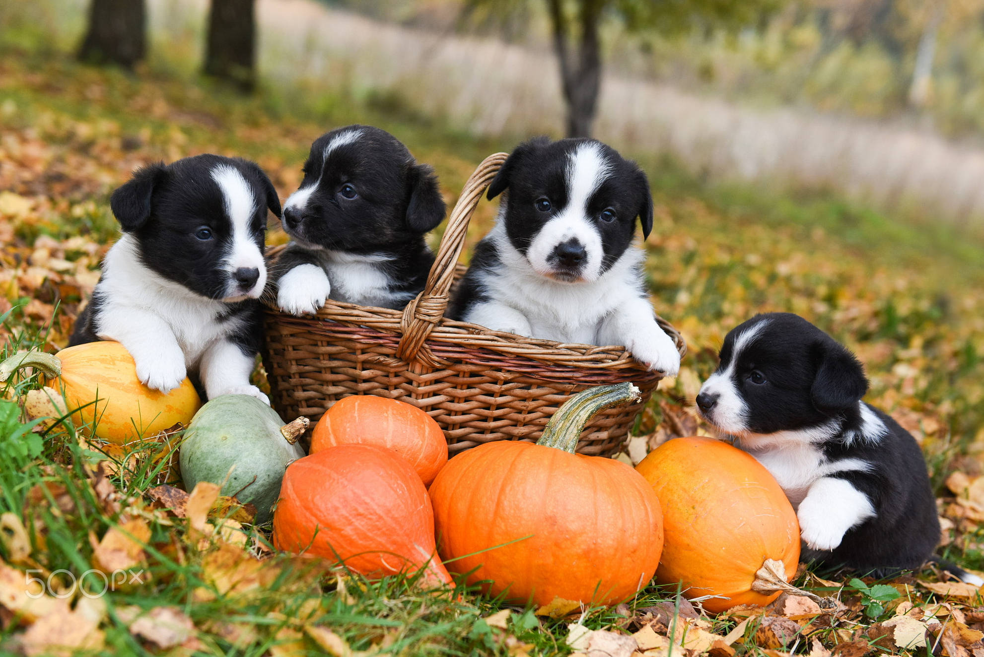 愛らしいハロウィンの子犬たちが公園で楽しいひととき 壁紙
