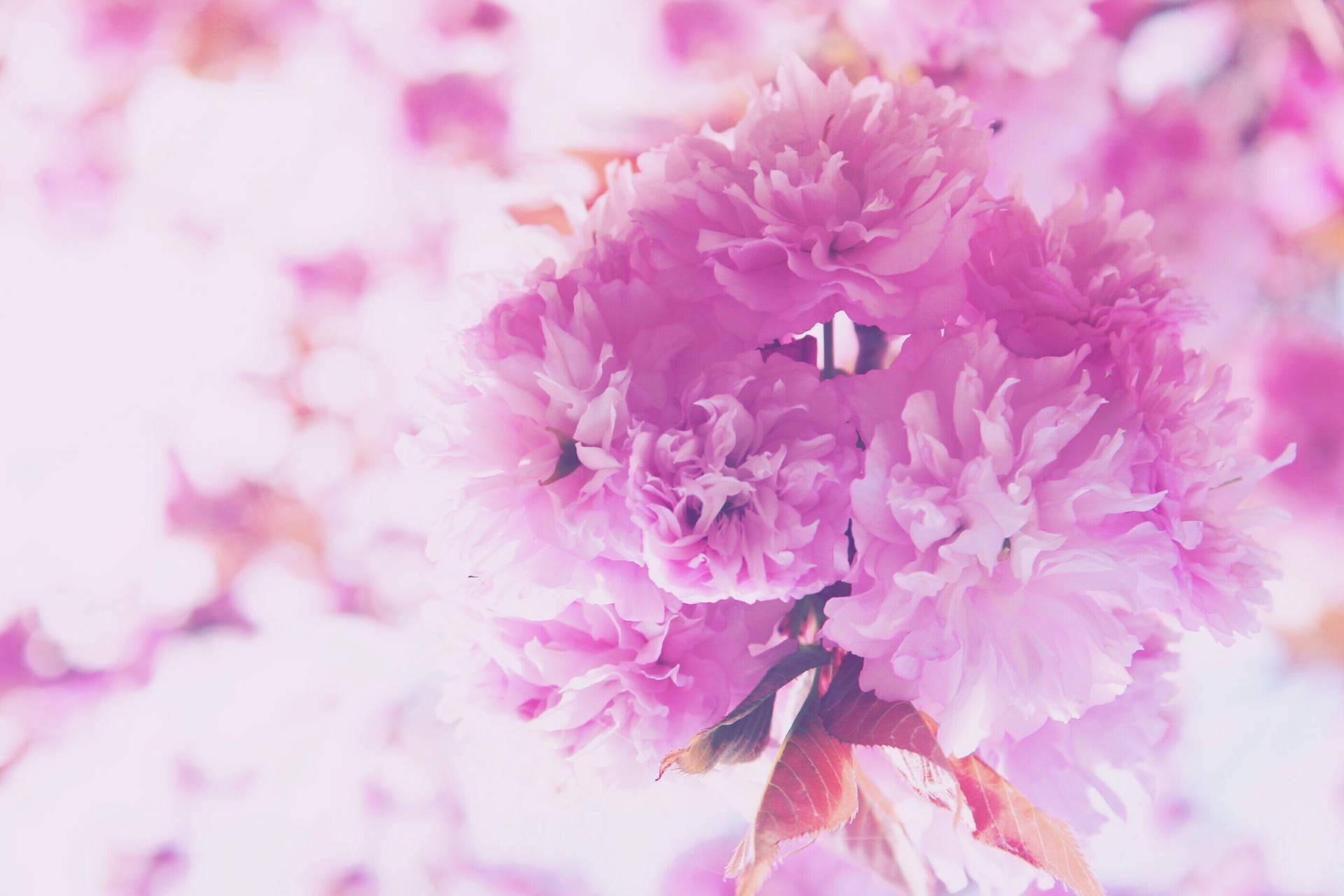ピンクの花束のクローズアップ壁紙