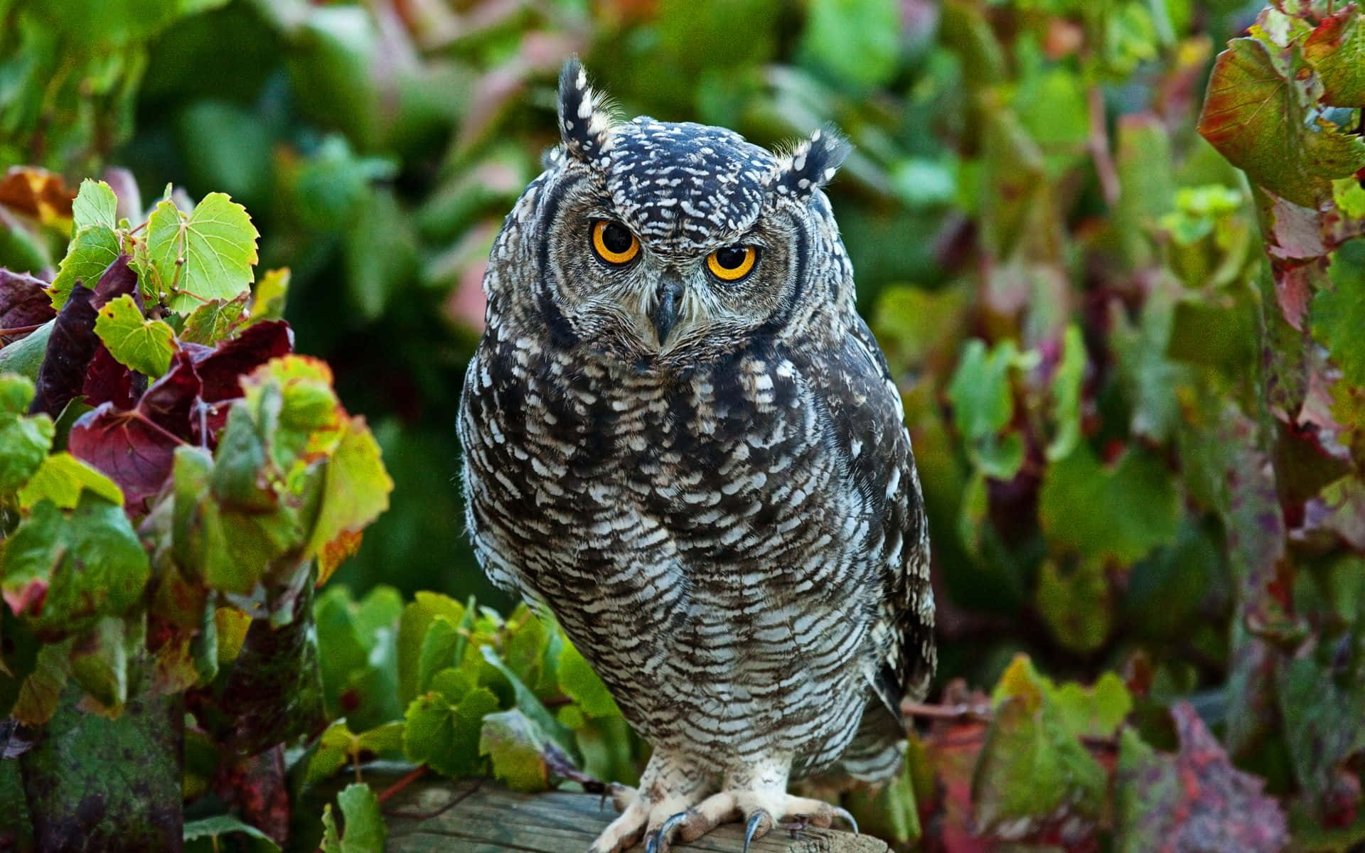 愛らしいフクロウを見て！ 壁紙